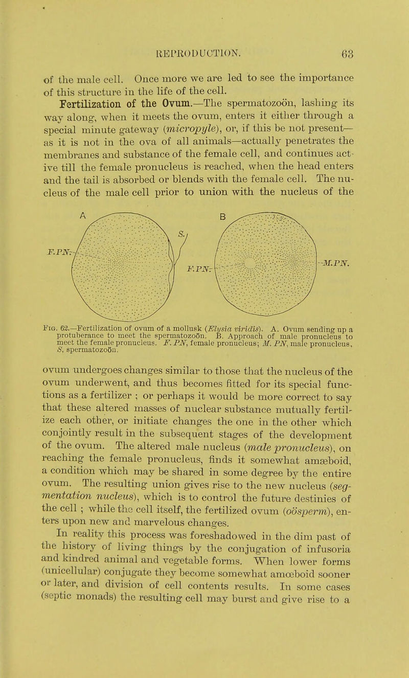 of the male cell. Ouce more we are led to see the importance of this structure in the life of the cell. Fertilization of the Ovum.—The spermatozoon, lashing its way along, when it meets the ovum, enters it either through a special minute gateway {micropyle), or, if this be not present- as it is not in the ova of all animals—actually penetrates the membi'anes and substance of the female cell, and continues act- ive till the female pronucleus is reached, when the head enters and the tail is absorbed or blends with the female cell. The nu- cleus of the male cell prior to union with the nucleus of the Fig. 62.—Fertilization of ovum of a mollusk (^Elysia mridis). A. Ovum sending up a protuberance to meet the spermatozoon. B. Approach of male pronucleus to meet the female pronucleus. F. PN, female pronucleus; M. FN, male pronucleus, S, spermatozoon. ovum undergoes changes similar to those that the nucleus of the ovum underwent, and thus becomes fitted for its special func- tions as a fertilizer ; or perhaps it would be more correct to say that these altered masses of nuclear substance mutually fertil- ize each other, or initiate changes the one in the other which conjointly result in the subsequent stages of the development of the ovum. The altered male nucleus (male pronucleus), on reaching the female pronucleus, finds it somewhat amEsboid, a condition which may be shared in some degree by the entire ovum. The resulting union gives rise to the new nucleus (seg- mentation nucleus), which is to control the future destinies of the cell ; while the cell itself, the fertilized ovum (oosperm), en- ters upon new and marvelous changes. In reality this process was foreshadowed in the dim past of the history of living things by the conjugation of infusoria and kindred animal and vegetable forms. When lower forms (unicellular) conjugate they become somewhat amoeboid sooner or later, and division of cell contents results. In some cases (septic monads) the resulting cell may burst and give rise to a -M.PN.
