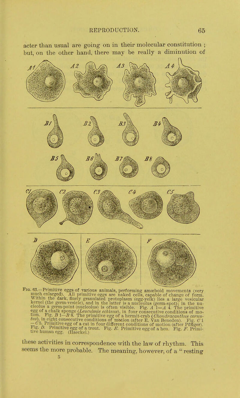 acter than usual are going on in their molecular constitution ; but, on the other hand, there may be really a diminution of Pig. 63.---Primitive eggs of various animals, perfonning amoeboid movements (very much enlarged). All primitive egsjs are naked cells, capable of change of form. v\ ithm the dark, finely granulated protoplasm (egg-yelk) lies a large vesicular kernel (the germ-vesicle), and in the latter is a nucleolus (germ-spot); in the nu- cleolus a germ-point (nucleolus) is often visible. Fig. A 1—A 4. The primitive egg of a chalk sponge {Leuculnm ec/dmis), in four consecutive conditions of mo- tion. Fig. 5 l—Ii 8. The primitive egg of a hermit-crab \Chondracanthus cornu- 'v,'J^-v?^-^ ■ consecutive conditions of motion (after E. Van Beneden). Fig. CI — ^ 5-Priraitiye egg of a cat in four different conditions of motion (after Pflfiger). f ig. /;. Primitive egg of a trout. Fig. Primitive egg of a hen. Fig. ^. Primi- tive human egg. (Ilaeckel.) ^ these activities in correspondence with the law of rhythm. This seems the more probable. The meaning, however, of a  resting 5