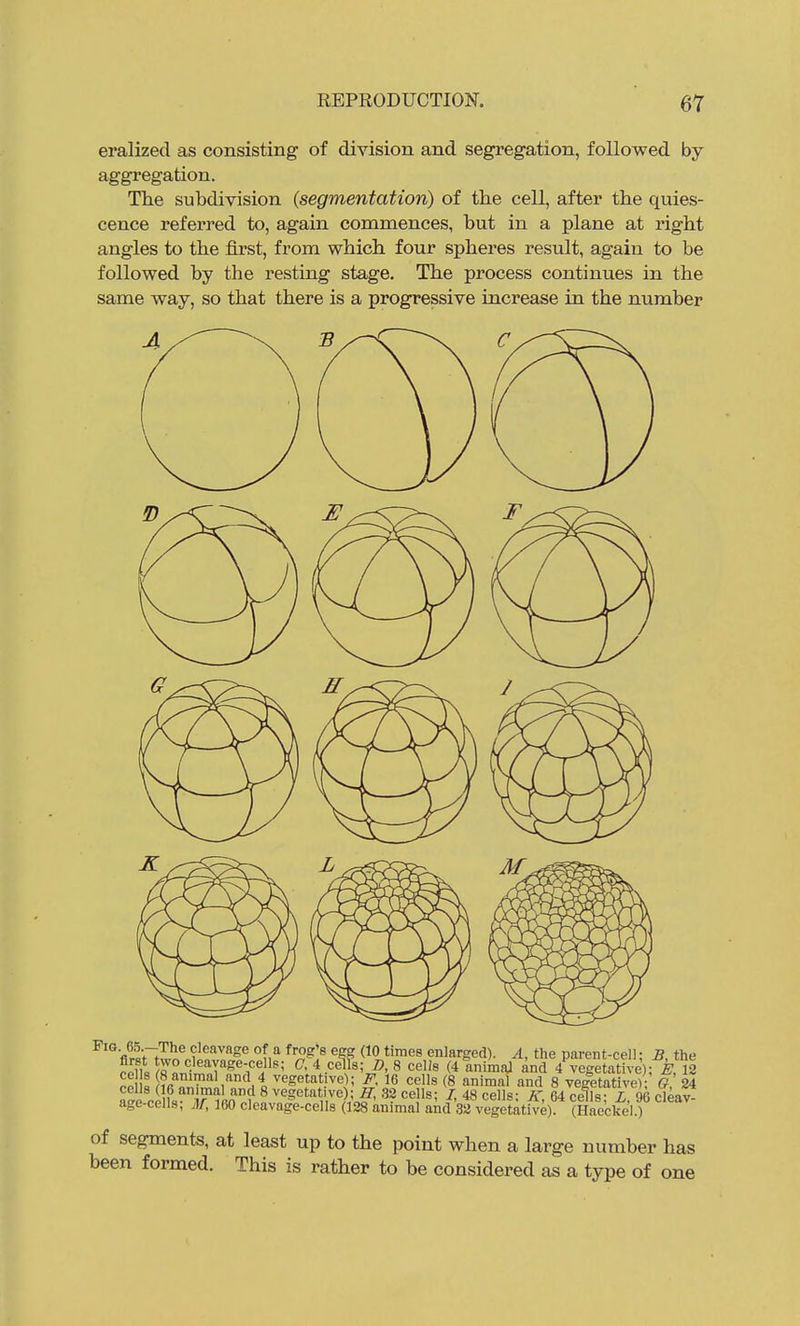 eralized as consisting of division and segregation, followed by aggregation. The subdivision (segmentation) of the cell, after the quies- cence referred to, again commences, but in a plane at right angles to the first, from which four spheres result, again to be followed by the resting stage. The process continues in the same way, so that there is a progressive increase in the number firBV;^^^^.?!^^^ (10 times enlarged). A, the parent-cell; £, the ro\u)^^^t''7^%''f^'^ ^' 4.cells; A 8 cells (4 animaj and 4 vegetative); E, 12 no = vegetative); F, 16 cells (8 animal and 8 vegetative); G 24 a^e CO fs Tim hI^ ^^^'^ ^'^.Vo? 3? ^' 48 cells: A' 64 cells; L, 96 cleav- age-cells, Af, 160 cleavage-cells (128 animal and 32 vegetative). (Haeckel.) of segments, at least up to the point when a large number has been formed. This is rather to be considered as a type of one