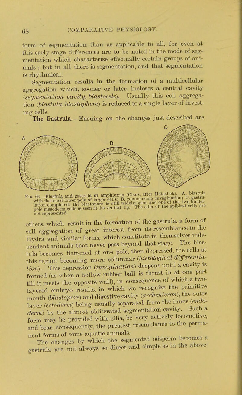 form of segmentation than as applicable to all, for even at this early stage differences are to be noted in the mode of seg- mentation which characterize effectually certain groups of ani- mals ; but in all there is segmentation, and that segmentation is rhythmical. Segmentation results in the formation of a multicellular aggregation which, sooner or later, incloses a central cavity {segmentation cavity, blastocele). Usually this cell aggrega- tion (blastula, blastophere) is reduced to a single layer of invest- ing cells. The Gastrula.—Ensuing on the changes just described are C not represented. Others which result in the formation of the gastrula, a form of cell aggregation of great interest from its resemblance to the Hydra and similar forms, which constitute in themselves inde- pendent animals that never pass beyond that stage. The blas- tula becomes flattened at one pole, then depressed, the cells at this region becoming more columnar {histological differentia- tion) This depression {invagination) deepens until a cavity is formed (as when a hollow rubber ball is thrust in at one part till it meets the opposite wall), in consequence of which a two- layered embryo results, in which we recognize the primitive mouth {Uasto2^ore) and digestive cavity {archenteron), the outer layer {ectoderm) being usually separated from the inner (endo- derm) by the ahnost obliterated segmentation cavity, buch a form may be provided with cilia, be very actively locomotive, and bear, consequently, the greatest resemblance to the perma- nent forms of some aquatic animals. The changes by which the segmented oosperm becomes a gastrula are not always so direct and simple as m the above-