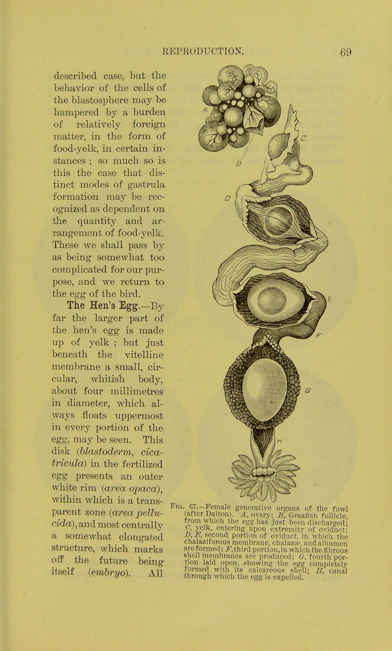 described case, but the behavior of the cells of the blastosphere may be hampered by a burden of relatively foreign matter, in the form of food-yelk, in certain in- stances ; so much so is this the case that dis- tinct modes of gastrula formation may be rec- ognized as dependent on the quantity and ar- rangement of food-yelk. These we shall pass by as being somewhat too complicated for our pur- pose, and we retiirn to the egg of the bird. The Hen's Egg.—By far the larger part of the hen's egg is made up of yelk ; but just beneath the vitelline membrane a small, cir- cular, whitish body, about four millimetres in diameter, which al- ways floats uppermost in every portion of the egg, may be seen. This disk (blastoderm, cica- tricula) in the fertilized egg presents an outer white rim {area opaca), within which is a trans- parent zone (area pellu- cida), and most centrally a somewhat elongated structure, which marks off the future being itself (embryo). All Fig. 67—Female generative organs of the fowl (after Dal ton). A, ovary; B, Graafian follicle, from which the egg has just heen discharged; 6, yelk, entering upon extremity of oviduct; £>, E, second portion of oviduct, in which the chalaziferoiis membrane, chalazro. and albumen are formed; i?*,third portion,in which the fibrous shell membranes arc produced; G, fourth por- tion laid open, showing the egg completely formed with its calcareous shell; H, canal through which the egg is expelled.