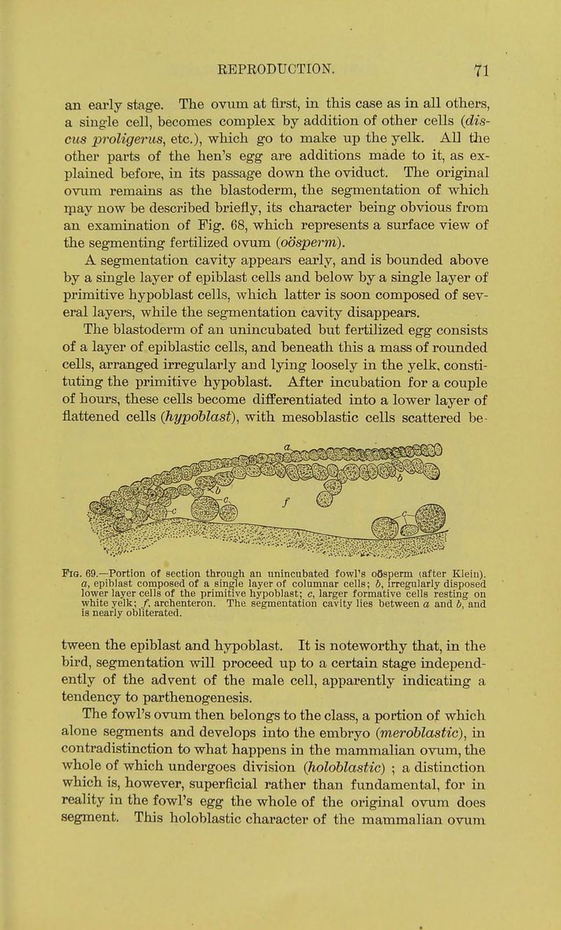 an eai'ly stage. The ovum at first, in this case as in all others, a sing-le cell, becomes complex by addition of other cells {dis- cus proligeriis, etc.), which go to make up the yelk. All the other parts of the hen's egg are additions made to it, as ex- plained before, in its passage down the oviduct. The original ovum remains as the blastoderm, the segmentation of which may now be described briefly, its character being obvious from an examination of Fig. 68, which represents a surface view of the segmenting fertilized ovum (oosperm). A segmentation cavity appears early, and is bounded above by a single layer of epiblast cells and below by a single layer of primitive hypoblast cells, which latter is soon composed of sev- eral layers, while the segmentation cavity disappears. The blastoderm of an unincubated but fertilized egg consists of a layer of epiblastic cells, and beneath this a mass of rounded cells, arranged irregularly and lying loosely in the yelk, consti- tuting the primitive hypoblast. After incubation for a couple of hours, these cells become differentiated into a lower layer of flattened cells (hypoblast), with mesoblastic cells scattered be- PiG. 69.—Portion of section through an unincubated fowl's oOsperm (after Klein). a, epiblast composed of a single layer of columnar cells; b, irregularly disposed lower layer cells of the primitive hypoblast; c, larger formative cells resting on white yelk; /, archenteron. The segmentation cavity lies between a and b, and is nearly obliterated. tween the epiblast and hypoblast. It is noteworthy that, in the bird, segmentation will proceed up to a certain stage independ- ently of the advent of the male cell, apparently indicating a tendency to parthenogenesis. The fowl's ovum then belongs to the class, a portion of which alone segments and develops into the embryo (meroblastic), in contradistinction to what happens in the mammalian ovum, the whole of which undergoes division (holoblastic) ; a distinction which is, however, superficial rather than fundamental, for in reality in the fowl's egg the whole of the original ovum does segment. This holoblastic character of the mammalian ovum