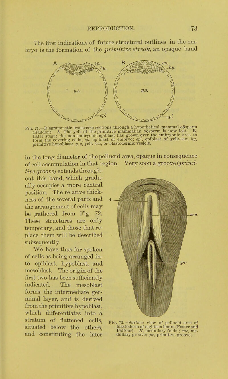 The first indications of future structural outlines in the em- bryo is the formation of the primitive streak, an opaque band Fie 71 —Diagrarnmatic transverse sections througli a hypothetical mammal oOsperm (Haddon). A. The yelk of the primitive mammalian oBsperm is now lost. B. Later stage; the non-embryonic epiblast has grown over the embryonic area to form the covering cells; ep. epiblast of embryo; e;/, epiblast of yelk-sac; hy, primitive hypoblast; y. s, yelk-sac, or blastodermic vesicle. in the long diameter of the pellucid area, opaque in consequence of cell accumulation in that region. Very soon a groove (primi- tive groove) extends through- out this band, which gradvi- ally occupies a more central position. The relative thick- ness of the several parts and the arrangement of cells may be gathered from Fig 72, iin'iii i i t_ , < i.e. These structures are only temporary, and those that re- place them will be described subsequently. We have thus far spoken of cells as being arranged in- to epiblast, hypoblast, and mesoblast. The origin of the first two has been suflBciently indicated. The mesoblast forms the intermediate ger- minal layer, and is derived from the primitive hypoblast, which difPerentiates into a stratum of flattened cells, ^lo. 72.-Surface view of pellucid area of situated below the others. blastoderm of eighteen hours (Poster and 1 /•! . • 1 •■ Balfour). H, medullary folds ; rnc, me- ancl COnstltutmg the later dullary groove; }7r, primitive groove.