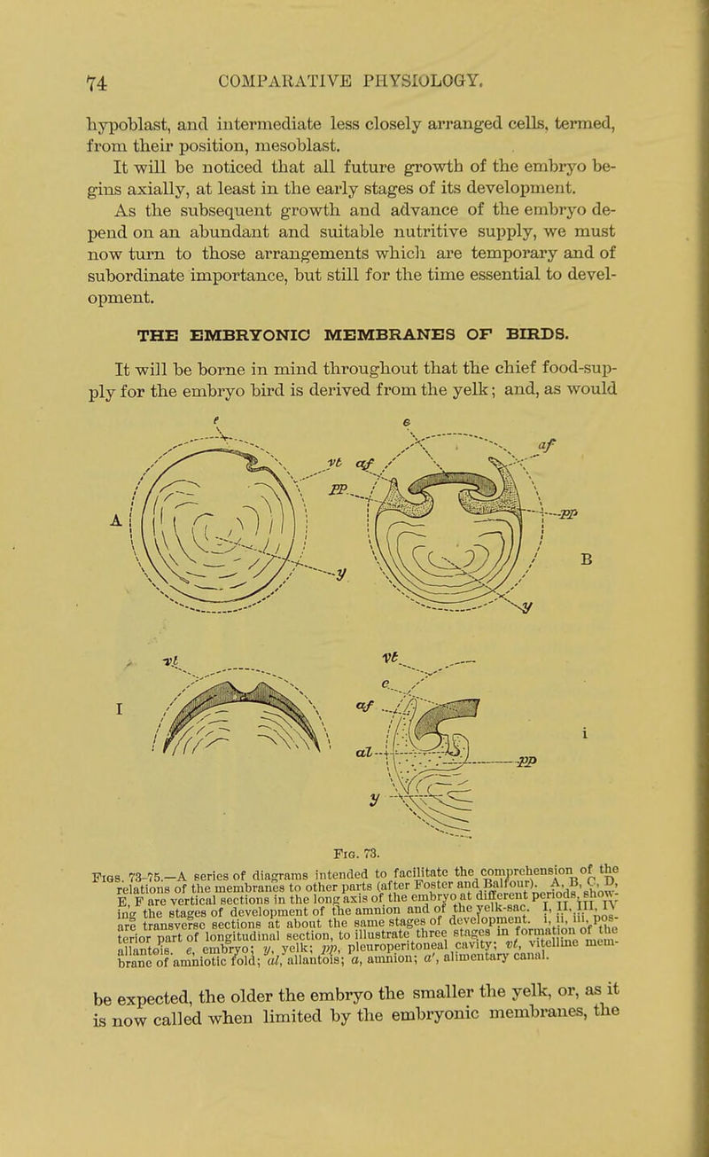 hypoblast, and intermediate less closely arranged cells, termed, from their position, mesoblast. It will be noticed that all future growth of the embryo be- gins axially, at least in the early stages of its development. As the subsequent growth and advance of the embryo de- pend on an abundant and suitable nutritive supply, we must now turn to those arrangements which are temporary and of subordinate importance, but still for the time essential to devel- opment. THE EMBRYONIC MEMBRANES OF BIRDS. It will be borne in mind throughout that the chief food-sup- ply for the embryo bird is derived from the yelk; and, as would B Fig. 73. Figs. 73-75.-A scries of diagrams intended to facilitate relations of the membranes to other parts (after Foster d Balfour) A B C D, e 'p are vertical sections in the Ions axis of the embryo at different PC°ds shoxv- iue the stages of development of tlie amnion and of the vclk-sac. I, 11- J/^-^^ arl transverse sections at about the same stages of development. '-•'>• P.of; toior part of longitudinal section, to illustrate three stages in /ormat on of the allanto 8 e. embryo; y, yelk; pn, plcuroperitoneal cavity; vt, vitelline mem- brane of amniotic fold; allantols; a, amnion; a', alimentary canal. be expected, the older the embryo the smaller the yelk, or, as it is now called when limited by the embryonic membranes, the