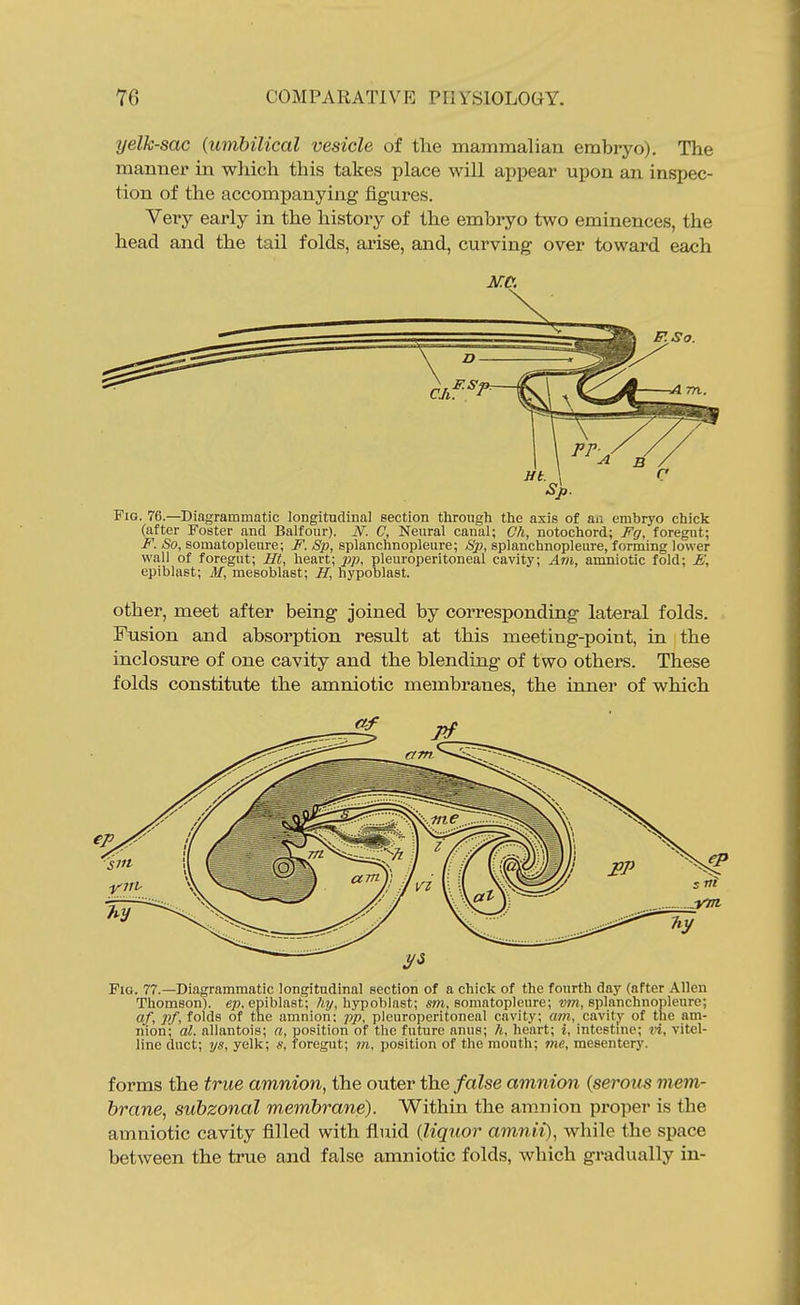 yelk-sac {umbilical vesicle of the mammalian embryo). The mamier in which this takes place will appear upon an inspec- tion of the accompanying figures. Very early in the history of the embryo two eminences, the head and the tail folds, arise, and, curving over toward each Pig. 76.—Diagrammatic longitudinal section through the axis of an embryo chick (after Foster and Balfour). iV. C, Neural canal; Ch, notochord; Fg, foregut; -f. So, somatopleure; i?'. Sp, splanchnopleure; Sp, splanchnopleure, forming lower wall of foregut; Ht, heart; pp, pleuroperitoneal cavity; Am, amniotic fold; £\ epiblast; M, mesoblast; //, hypoblast. other, meet after being joined by corresponding lateral folds. Fusion and absorption result at this meeting-point, in the inclosure of one cavity and the blending of two others. These folds constitute the amniotic membranes, the inner of which Fig. 77.—Diagrammatic longitudinal section of a chick of the fourth day (after Allen Thomson), e;?. epiblast; /ty, hypoblast; m, somatopleure; splanchnopleure; af, pf, folds of the amnion: pp, pleuroperitoneal cavity; arn, cavity of the am- nion; al. allantois; a, position of the future anus; h, heart; i, intestme; t>i, vitel- line duct; ijs, yelk; foregut; m, position of the month; me, mesentery. forms the true amnion, the outer the false amnion (serous mem- brane, subzonal membrane). Within the amnion proper is the amniotic cavity filled with fluid (liquor amnii), while the space between the true and false amniotic folds, which gradually in-