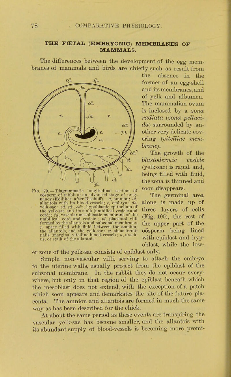 THE FCETAL (EMBRYONIC) MEMBRANES OF MAMMALS. The differences between the development of the egg mem- branes of mammals and birds are chiefly such as result from the absence in the former of an egg-shell and its membranes, and of yelk and albumen. The mammalian ovum is inclosed by a zona radiata (zona pelluci- da) surrounded by an- other very delicate cov- ering {vitelline mem- brane). The growth of the blastodermic vesicle (yelk-sac) is rapid, and, being filled with fluid, the zona is thinned and soon disappears. The germinal area alone is made up of tlaree layers of cells (Fig. 100), the rest of the upper part of the oosperm being lined with epiblast and hyp- oblast, while the low- er zone of the yelk-sac consists of epiblast only. Simple, non-vascular villi, serving to attach the embryo to the uterine walls, usually project from the epiblast of the subzonal membrane. In the rabbit they do not occur every- where, but only in that region of the epiblast beneath which the mesoblast does not extend, with the exception of a patch which soon appears and demarkates the site of the future pla- centa. The amnion and allantois are formed in much the same way as has been described for the chick. At about the same period as these events are transpii'ing the vascular yelk-sac has become smaller, and the allantois with its abundant supply of blood-vessels is becoming more promi- PiG. 79.—Diagrammatic longitudinal section of oosperm of rabbit at an advanced stage of preg- nancy (KOlliker, after Bischoff). a, amnion; al, allantois with its blood-vessels; e, embryo ; ds, yelk-sac ; ed, ed', ed, liypoblastic epithelium of the yelk-sac and its stalk (umbilical vesicle and cord); fd, vascular mesoblastic membrane of the umbilical cord and vesicle ; pi, placental villi formed by the allantois and subzonal membrane; r. space filled with fluid between the amnion, the allantois, and the yelk-sac ; st, sinus termi- nalis (marginal vitelline blood-vessel); it, urach- us, or stalk of the allantois.
