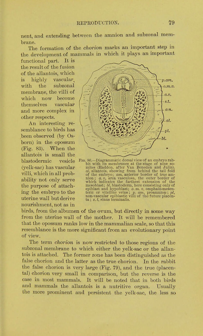 p.am. o.m.v. nent, and extending between the amnion and subzonal mem- brane. The formation of the chorion marks an important step in the development of mammals in which it plays an important functional part. It is the result of the fusion of the allantois, which is highly vascular, with the subzonal membrane, the villi of which now become themselves vascular and more complex in other respects. An interesting re- semblance to birds has been observed (by Os- born) in the opossum (Fig. 83). When the allantois is small the blastodermic vesicle (yelk-sac) has vascular villi, which in all prob- ability not only serve the purpose of attach- ing the embryo to the uterine wall but derive nourishment, not as in birds, from the albumen of the ovum, but directly in some way from the uterine wall of the mother. It will be remembered that the opossum ranks low in the mammalian scale, so that this resemblance is the more significant from an evolutionary point of view. The term chorion is now restricted to those regions of the subzonal membrane to which either the yelk-sac or the allan- tois is attached. The former zone has been distinguished as the false chorion and the latter as the true chorion. In the rabbit the false chorion is very large (Fig. 79), and the true (placen- tal) chorion very small in comparison, but the reverse is the case in most mammals. It will be noted that in both birds and mammals the allantois is a nutritive organ. Usually the more prominent and persistent the yelk-sac, the less so Fig. 80.—Diagrammatic dorsal view of an embryo rab- bit with its membranes at the stage of nine so- mites (Hacldon. after Van Beneden and Julin). al, allantois, showing from behind the tail fold of the embryo; avi, anterior border of true am- nion ; a. V, area vasculosa, the outer border of which indicates the farthest extension of the mesoblast; W, blastoderm, here consisting only of epiblast and hypoblast; o. 7)i. v, omphalo-mesen- teric or vitelline veins; p. am, proamnion-; pl, non-vascular epiblastic villi of the future placen- ta ; s. t, sinus terminalis.