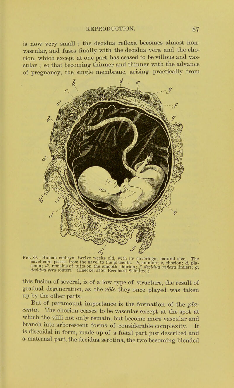 is now very small; the decidua reflexa becomes almost non- vasctilar, and fuses finally with the decidua vera and the cho- rion, which except at one part has ceased to be villous and vas- culai' ; so that becoming thinner and thinner with the advance of pi'egnancy, the single membrane, arising practically from Fig. 89.—Human embryo, twelve weeks old, with its coverings; natural size. The navel-cord passes from the navel to the placenta, b, amnion; c, chorion; d, pla- centa; d', remains of tufts on the smooth chorion; /, decidua reflexa (inner); a, deadua vera {outer). (Haeckel after Bernliard Schultze.) this fusion of several, is of a low type of stmcture, the result of gradual degeneration, as the role they once played was taken up by the other parts. But of paramount importance is the formation of the pla- centa. The chorion ceases to be vascular except at the spot at which the villi not only remain, but become more vascular and branch into arborescent forms of considerable complexity. It is discoidal in form, made up of a foetal part just described and a maternal part, the decidua serotina, the two becoming blended