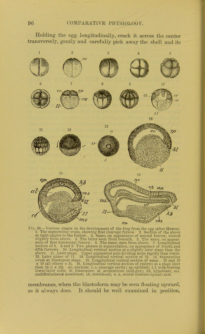 Holding the egg longitudinally, crack it across the center transversely, gently and carefully pick away the shell and its 1 2 3 4 5 6 7 8 9 10 14 Fig. 98.—Various stages in tlie development of the frog from the egg (after Howes). 1. The segmenting ovum, showing first cleavage furrow. 2. Section of the above at right angles to the furrow. 3. Same, on appearance of second furrow, viewed slightly from above. 4. The latter seen from beneath. 5. The same, on appear- ance of first horizontal furrow. 6. The same, seen from above. 7. Longitudinal section of 6. 8 and 9. Two phases in segmentation, on appearance of fourth and fifth furrows. 10. Longitndmal vertical section at a slightly later stage than the above. 11. Later stage. Upper pigmented pole dividing more rapidly than lower. 12. Later phase of 11. 13. Longitudinal vertical section of 12. 14. Segmenting ovum at blastopore stage. 15. Longitudinal vertical section of same. 13 and 1.5 X 10 (all others x 5). IC. Longitudmal vertical section of embryo at a stage later than 14 (1 x 10). nc, nucleus; c.c, cleavage cavity; $)), epiblast; 1.1, yelk-bearing lower-layer cells; bl, blastopore; al, archenteron (mid-gut); hb, hypoblast; ms, undifferentiated mcsoblast; c?i, notochord; ?i. a, neural (cerebro-spinal) axis. membranes, when the blastoderm may be seen floating upward, as it always does. It should be well examined in position,