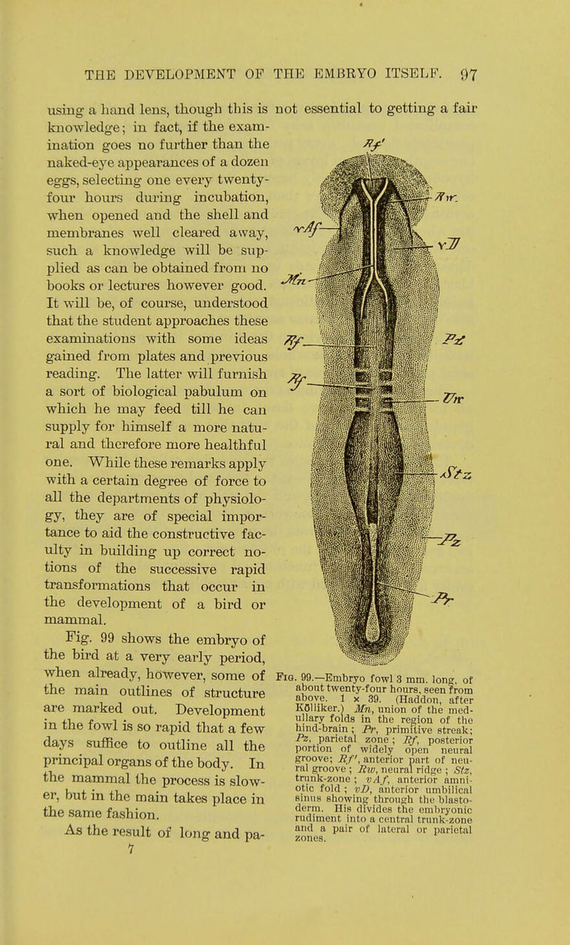 using a hand lens, though this is knowledge; in fact, if the exam- ination goes no further than the naked-eye appearances of a dozen eggs, selecting one every twenty- four hours during incubation, when opened and the shell and membranes well cleared away, such a knowledge will be sup- plied as can be obtained from no books or lectures however good. It will be, of course, understood that the student approaches these examinations with some ideas gained from plates and previous reading. The latter will furnish a sort of biological pabulum on which he may feed till he can supply for himself a more natu- ral and therefore more healthful one. While these remarks apply with a certain degree of force to all the departments of physiolo- gy, they are of special impor- tance to aid the constructive fac- ulty in building up correct no- tions of the successive rapid transformations that occur in the development of a bird or mammal. Fig. 99 shows the embryo of the bird at a very early period, when already, however, some of the maia outlines of structure are marked out. Development in the fowl is so rapid that a few days suffice to outline all the principal organs of the body. In the mammal the process is slow- er, but in the main takes place in the same fashion. As the result of long and pa- not essential to getting a fair Fig. 99.—Embryo fowl 3 mm. long, of about twenty-four hours, seen from above. 1 x 39. (Haddon, after KOUiker.) Mn, union of the med- ullary folds in the region of the hind-brain ; Pr, primitive streak; Pz, parietal zone; Rf, posterior portion of widely open neural groove; Rf, anterior part of neu- ral groove ; Rw, neural ridge ; Stz, trunk-zone ; vAf, anterior amni- otic fold ; vl), anterior umbilical sinus showing through the blasto- derm. His divides the embryonic rudiment into a central trunk-zone and a pair of lateral or parietal zones.