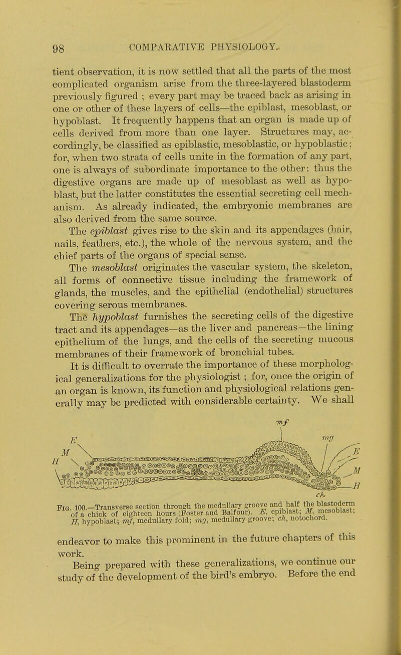 tient observation, it is now settled that all the parts of the most complicated organism arise from the three-layered blastoderm previously figured ; every part may be traced back as arising in one or other of these layers of cells—the epiblast, mesoblast, or hypoblast. It frequently happens that an organ is made up of cells derived from more than one layer. Structures may, ac- cordingly, be classified as epiblastic, mesoblastic, or hypoblastic; for, when two strata of cells unite in the formation of any part, one is always of subordinate importance to the other: thus the digestive organs are made up of mesoblast as well as hypo- blast, but the latter constitutes the essential secreting cell mech- anism. As already indicated, the embryonic membranes are also derived from the same source. The epiblast gives rise to the skin and its appendages (hair, nails, feathers, etc.), the whole of the nervous system, and the chief parts of the organs of special sense. The mesoblast originates the vascular system, the skeleton, all forms of connective tissue including the framework of glands, the muscles, and the epithelial (endothelial) structures covering serous membranes. The hypoblast furnishes the secreting cells of the digestive tract and its appendages—as the liver and pancreas—the lining epithelium of the lungs, and the cells of the secreting mucous membranes of their framework of bronchial tubes. It is diificult to overrate the importance of these morpholog- ical generalizations for the physiologist ; for, once the origm of an organ is known, its function and physiological relations gen- erally may be predicted with considerable certainty. We shall Fig. lOO.-Transverse section through the medullary groove and half the blastoderm of a chick of eighteen hours (Foster and Balfour). K epiblast; il/, mesoblast. IT, hypoblast; mf, medullary fold; mg, medullary groove; c/i, notochord. endeavor to make this prominent in the future chapters of this work. Being prepared with these generalizations, we contmue our study of the development of the bird's embryo. Before the end