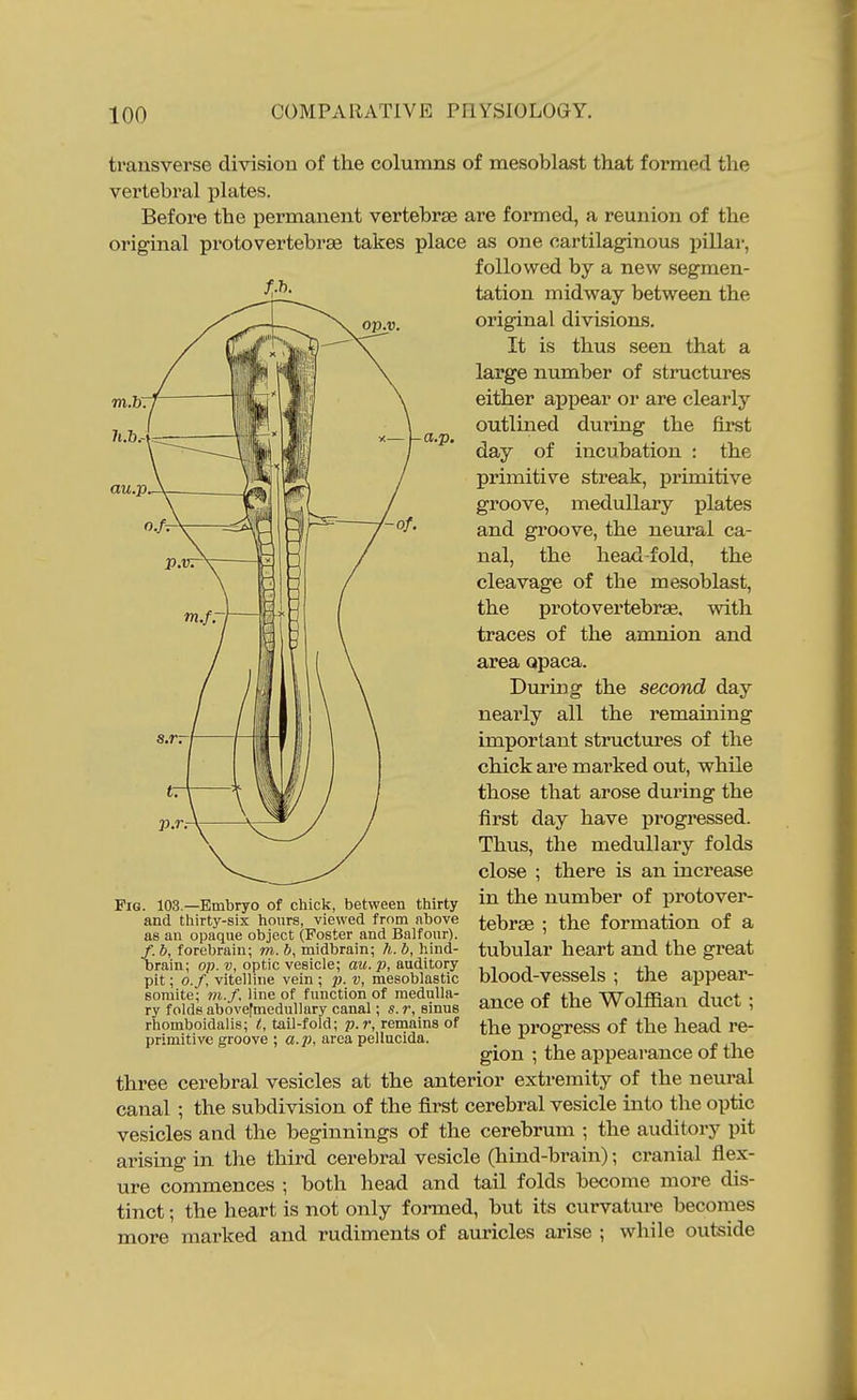 m.h. 7i,&.-i au.p. transverse division of the columns of mesoblast that formed the vertebral plates. Before the permanent vertebrae are formed, a reunion of the original pro to vertebrae takes place as one cartilaginous pillar, followed by a new segmen- tation midway between the original divisions. It is thus seen that a large number of structures either appear or are clearly outlined during the first day of incubation : the primitive streak, primitive groove, medullary plates and groove, the neural ca- nal, the head-fold, the cleavage of the mesoblast, the protovertebrae. with traces of the amxiion and area opaca. During the second day nearly all the remaining important structures of the chick are marked out, while those that arose during the first day have progressed. Thus, the medullary folds close ; there is an increase in the number of protover- tebrae ; the formation of a tubular heart and the great blood-vessels ; the ajipear- ance of the Wolffian duct ; the progress of the head re- gion ; the appearance of the Fig. 103.—Embryo of chick, between thirty and thirty-six hours, viewed from nbove as an opaque object (Foster and Balfour). /. b, forebrain; m. b, midbrain; h. b, hind- orain; op.v, optic vesicle; aw. auditory pit; o. f, vitelline vein ; p. v, mesoblastic somite; m.f, line of function of medulla- ry folds abovefmedullary canal; s. r, sinus rhomboidalis; t, tail-fold; p.r, renialns of primitive groove ; a.p, area pellucida. three cerebral vesicles at the anterior extremity of the neural canal ; the subdivision of the first cerebral vesicle into the optic vesicles and the beginnings of the cerebrum ; the auditory pit arising in the third cerebral vesicle (hind-brain); cranial flex- ure commences ; both head and tail folds become more dis- tinct ; the heart is not only formed, but its curvature beconies more marked and rudiments of auricles arise ; while outside