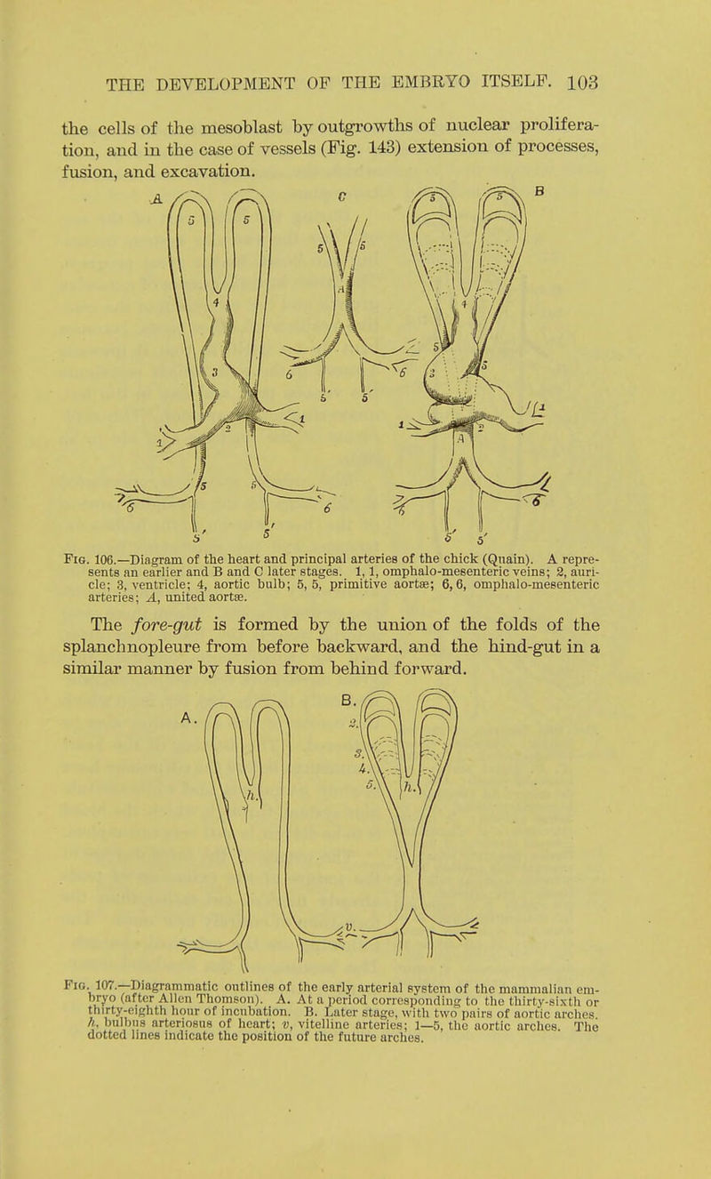 the cells of the mesoblast by outgrowths of nuclear prolifera- tion, and in the case of vessels (Fig. 143) extension of processes, fusion, and excavation. Fig. 106.—Diagram of the heart and principal arteries of the chick (Qnain). A repre- sents an earlier and B and C later stages. 1,1, omphalo-meBenteric veins; 2, auri- cle; 3, ventricle; 4, aortic bulb; 5,5, primitive aortse; 6,6, omphalo-mesenteric arteries; A, united aortee. The fore-gut is formed by the union of the folds of the splanchnopleure from before backward, and the hind-gut in a similar manner by fusion from behind forward. Fig. 107.—Diagrammatic outlines of the early arterial system of the mammalian em- bryo (after Allen Thomson). A. At a period corresponding to the thirty-sixth or 1 f ^'u°^ incubation. B. Later stage, with two pairs of aortic arches A, bulbils arteriosus of heart; v, vitelline arteries; 1—5, the aortic arches. The dotted lines indicate the position of the future arches.