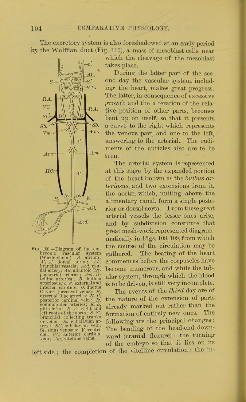 -Am. The excretory system is also foreshadowed at an early period by the Wolffian duct (Fig. 110), a mass of mesoblast cells near which the cleavage of the mesoblast takes place. During the latter part of the sec- ond day the vascular system, includ- ing the heart, makes great progress. The latter, in consequence of excessive growth and the alteration of the rela- tive position of other parts, becomes bent up on itself, so that it presents a curve to the right which represents the venous part, and one to the left, answering to the arterial. The rudi- ments of the auricles also are to be seen. The arterial system is represented at this stage by the expanded portion of the heart known as the bulbus ar- teriosus, and two extensions from it, the aortas, which, uniting above the alimentary canal, form a single poste- rior or dorsal aorta. From these great arterial vessels the lesser ones arise, and by subdivision constitute that great mesh-work represented diagram- matically in Figs. 108,109, from which the course of the circulation may be gathered. The beating of the heart commences before the corpuscles have become numerous, and while the tub- ular system, through which the blood arteriosus; c, c'.'externai and jg driven, is Still very incomplete. internal carotids; Z>. ductus « ,i • 7 i c ~ • ■ . . ^ rpj^g events of the tMrd day are of the nature of the extension of parts already marked out rather than the foi-mation of entirely new ones. The following are the principal changes : The bending of the head-end down- ward (cranial flexure) ; the turning of the embryo so that it lies on its the completion of the vitelline circulation ; the in- FiG. 108.—Diagram of the em- bryonic vascular system (Wiedersheim). A, atrium; A', A', dorsal aorta ; Ab, branchial vessels; Acd, cau- dal artery; All, allantoic (hy- pomstric) arteries; Am, vi- telline arteries; B, bulbus Cuvieri (precaval veins); E, external iliac arteries; H. v, posterior cardinal vein ; Ic, common iliac arteries; If. L. gill clefts ; E. A, right and left roots of the aorta; S. S', branchial collecting trunks or veins ; Sb. subclavian ar- tery : <S'i'/, subclavian vein; Si,sinus venosus; V, ventri- cle ; VC, anterior cardinal vein; vitelline veins. left side