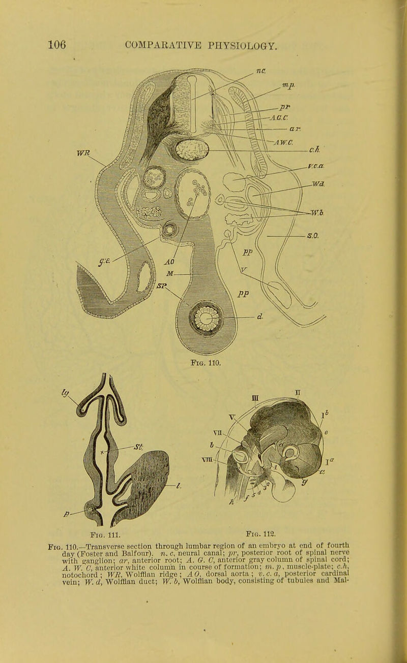 Fig. 111. Fig. 112. Fig. 110.—Transverse section through lumbar region of an embryo at end of fourth day (Foster and Balfour), n.c, neural canal; pr, posterior root of spinal nerve with ganglion; ar, anterior root; A. O. C, anterior gray column of spinal cord; A W C, anterior white column in course of formation; m.p. muscle-plate; c.h. notochord ; WR, Wolffian ridge ; A 0. dorsal aorta ; v. c. a, posterior cardinal vein; W. d, Wolffian duct; W. b, Wolffian body, consisting of tubules and Mai-