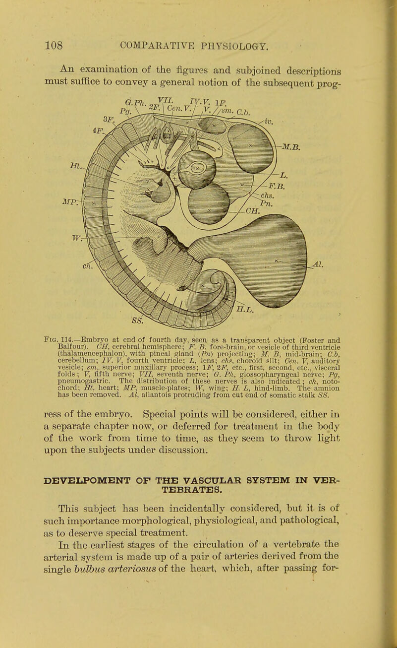 An examination of tJie figures and subjoined descriptions must suffice to convey a general notion of the subsequent prog- FiG. 114.—Embryo at end of fourth day, seen as a transparent object (Foster and Balfour). CH, cerebral hemisphere; F. B, fore-brain, or vesicle of third ventricle (thalamencephalon), with pineal gland (Pa) projecting; M. B, mid-brain; C.b, cerebellum; IV. F, fourth ventricle; L, lens; chs, choroid slit; Gen. V, auditory vesicle; sm, superior maxillary process; IF, ^F, etc., first, second, etc., visceral folds; V, fifth nerve; VIT, seventh nerve; G. Ph, glossopharyngeal nerve; Pg, pneumogastric. The distribution of these nerves is also indicated; ch, noto- chord; Ht, heart; MP, muscle-plates; W, wing; H. L, hind-limb. The amnion has been removed. Al, allantois protruding from cut end of somatic stalk SS. ress of the embryo. Special points will be considered, either in a separate chapter now, or deferred for treatment in the body of the work from time to time, as they seem to thi'ow light upon the subjects under discussion. DEVELPOMENT OP THE VASCULAR SYSTEM IN VER- TEBRATES. This subject has been incidentally considered, but it is of such imx3ortance morphological, physiological, and pathological, as to deserve special treatment. In the earliest stages of the circulation of a vertebrate the arterial system is made up of a pair of arteries derived from the single bulbus arteriosus of the heart, which, after passing foi*-