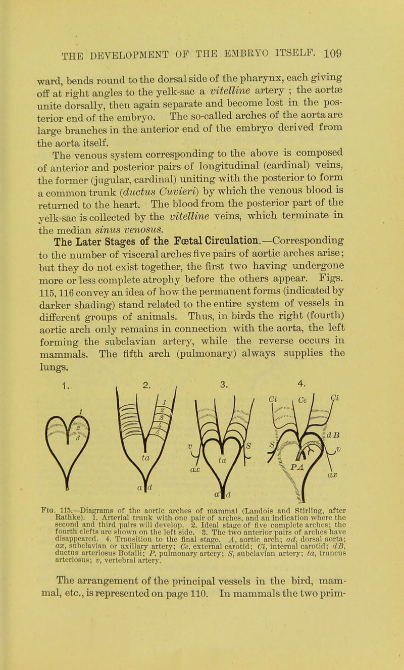 ward, bends roimd to the dorsal side of the pharynx, each giving off at right angles to the yelk-sac a vitelline artery ; the aortae unite dorsally, then again separate and become lost in the pos- terior end of the embryo. The so-called arches of the aorta are large branches in the anterior end of the embryo derived from the aorta itself. The venous system corresponding to the above is composed of anterior and posterior pairs of longitudinal (cardinal) veins, the former (jugular, cardinal) uniting with the posterior to form a common trunk {ductus Cuvieri) by which the venous blood is returned to the heart. The blood from the posterior part of the yelk-sac is collected by the vitelline veins, which terminate in the median sinus venosus. The Later Stages of the Foetal Circulation.—Corresponding to the number of visceral arches five pairs of aortic arches arise; but they do not exist together, the first two having tmdergone more or less complete atrophy before the others appear. Figs. 115,116 convey an idea of how the permanent forms (indicated by darker shading) stand related to the entire system of vessels in different groups of animals. Thus, in birds the right (fourth) aortic arch only remains in connection with the aorta, the left forming the subclavian artery, while the reverse occurs in mammals. The fifth arch (pulmonary) always supplies the lungs. Fig. 115.—Diagrams of the aortic arches of maminal (Landois and Stirling, after Rathke). 1. Arterial trunlc with one pair of arches, and an indication wlierc the second and third pairs will develop. 2. Ideal stage of five complete arches: the fourth clefts are shown on the left side. ?,. The two anterior pairs of arches have disappeared. 4. Transition to the flnal stage. A, aortic arch; ad, dorsal aorta; ax, subclavian or axillary artery; Ce, external carotid; Ci, internal carotid; dB, ductus arteriosus Botalli; P, pulmonary artery; S, subclavian artery; fa, truncua arteriosus; v, vertebral artery. The arrangement of the principal vessels in the bird, mam- mal, etc., is represented on page 110. In mammals the two j)rim-