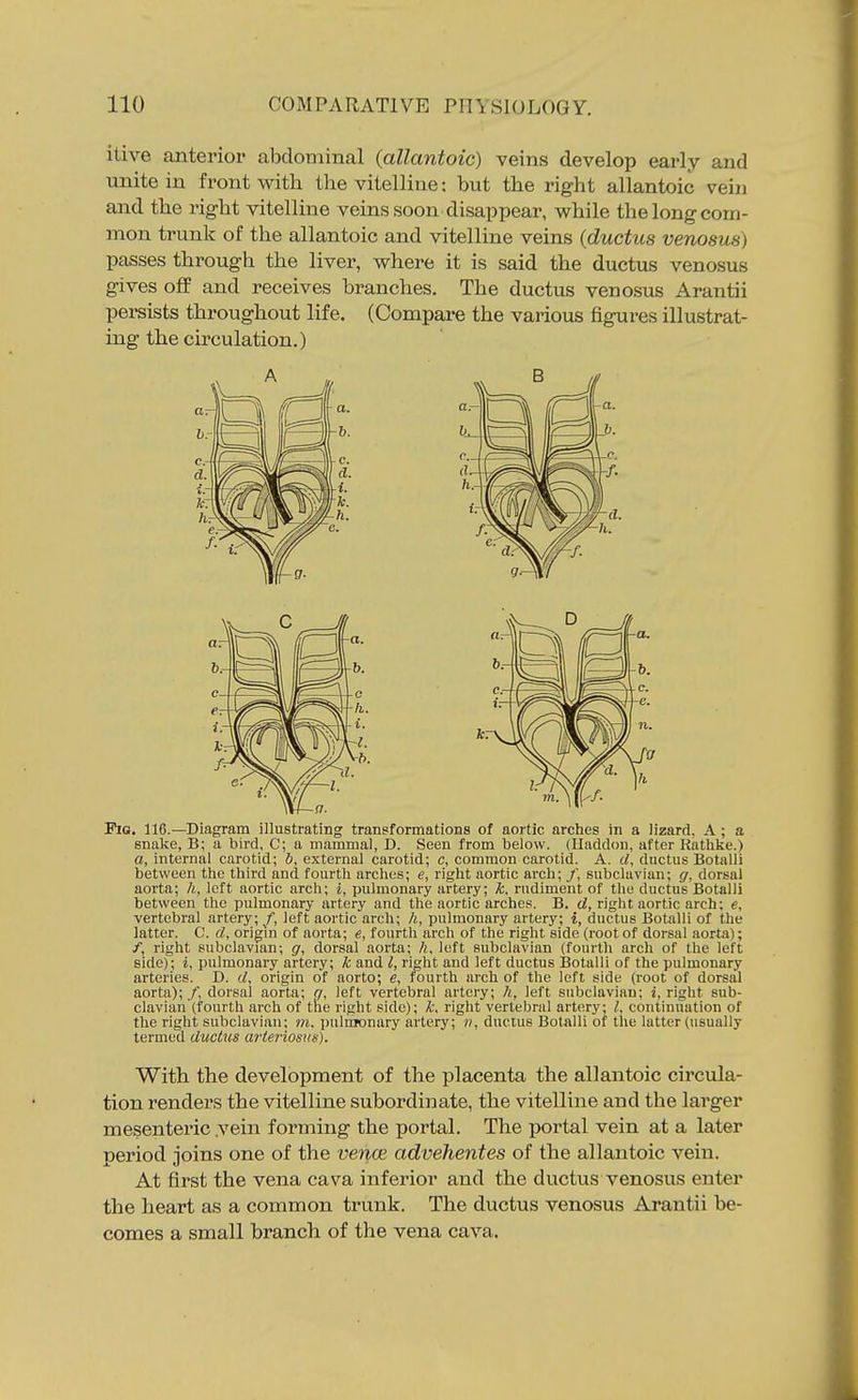 itive anterior aljtlominal {allantoic) veins develop early and unite in front with the vitelline: but the right allantoic vein and the right vitelline veins soon disappear, v?hile the long com- mon trunk of the allantoic and vitelline veins {ductus venosus) passes through the liver, v^^here it is said the ductus venosus gives off and receives branches. The ductus venosus Arantii persists throughout life. (Compare the various figures illustrat- ing the cu'cu lation.) Fig. 116.—Diagram illustrating transformations of aortic arches in a lizard. A ; a snake, B; a bird, C; a mammal, D. Seen from below. (Haddon, after Rathke.) a, internal carotid; b, external carotid; c, common carotid. A. d, ductus Botalli between tlie third and fourth arches; e, right aortic arch; /, subclavian; g, dorsal aorta; h, left aortic arch; i, pulmonary artery; Jc, rudiment of the ductus Botalli between the pulmonary artery and the aortic arches. B. d, right aortic arch; e, vertebral artery; /, left aortic arch; h, pulmonary artery; i, ductus Botalli of the latter. C. d, origin of aorta; e, fourth arch of the right side (root of dorsal aorta); /, right subclavian; g, dorsal aorta; left subclavian (fourth arch of the left side); i, pulmonary artery; k and I, right and left ductus Botalli of the pulmonary arteries. D. d, origin of aorto; e, fourth arch of the left side (root of dorsal aorta); /, dorsal aorta; (7, left vertebral artery; h, left subclavian; i, right sub- clavian (fourth arch of the right side); k. right vertebral artery; I, continuation of the right subclavian; m. pulmonary artery; n, ductus Botalli of the latter (usually termed ductus arteriosus}. With the development of the placenta the allantoic circula- tion renders the vitelline subordinate, the vitelline and the larger mesenteric .vein forming the portal. The portal vein at a later period joins one of the vence advehentes of the allantoic vein. At first the vena cava inferior and the ductus venosus enter the heart as a common trunk. The ductus venosus Arantii be- comes a small branch of the vena cava.