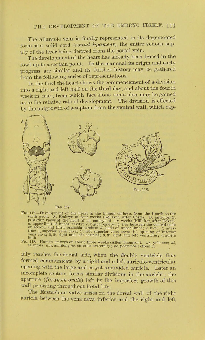 The allantoic vein is finally represented in its degenerated form as a solid cord {round ligament), the entire venous sup- ply of the liver being derived from the portal vein. The development of the heart has already been traced in the fowl up to a certain point. In the mammal its origin and early progress are similar and its further history may be gathered from the following series of representations. In the fowl the heart shows the commencement of a division into a right and left half on the third day, and about the fourth week in man, from which fact alone some idea may be gained as to the relative rate of development. The division is effected by the outgrowth of a septum from the ventral waU, which rap- Pie. 117. Pig. 117.—Development of the heart in the human embryo, from the fourth to the sixth week. A. Embryo of four weeks (KOUiker, after Coste). B, anterior, C, posterior views of the heart of an embryo of six weeks (KOlliker,.after Bcker). a. upper limit of buccal cavity; c, buccal cavity; b, lies between the ventral ends of second and third branchial arches; d. buds of upper limbs; e, liver; /, intes- trae; 1, superior vena cava; 1', left superior vena cava; 1, opening; of inferior vena cava; 2, a', right and left auricles; 3, 3', right and left ventricles; 4, aortic bulb. Fig. 118.—Human embryo of about three weeks (Allen Thomson), uv, yelk-sac; al, allantois; am, amnion; ae, anterior extremity; pe, posterior extremity. idly reaches the dorsal side, when the double ventricle thus formed communicate by a right and a left auriculo-ventricular opening with the large and as yet undivided am-icle. Later an incomplete septum forms similar divisions in the auricle ; the aperture (foramen ovale) left by the imperfect growth of this wall persisting throughout foetal life. The Eustachian valve arises on the dorsal wall of the right auricle, between the vena cava inferior and the right and left