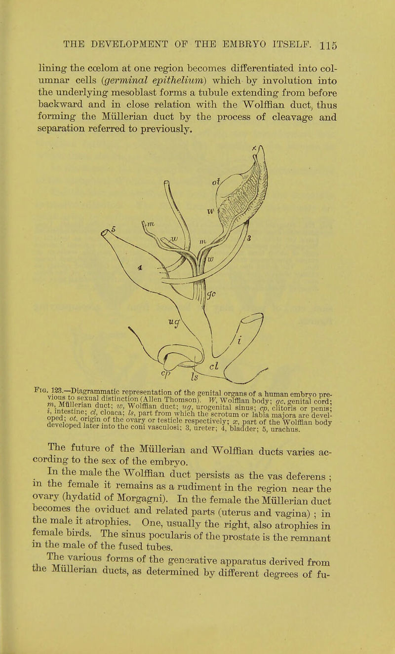 lining the coelom at one region becomes differentiated into col- umnar cells {germinal epithelium) which by involution into the underlying mesoblast forms a tubule extending from before backward and in close relation with the Wolffian duct; thus forming the Miillerian duct by the process of cleavage and separation referred to previously. VinnsT^ipi^J^Tf '■f-P''^^ *'^^*'^°u°^ °''?«*n8 Of a human embryo pre- w Mfilwf«. i distinction (Allen Thomson). Wolffian body; qc, genital cord; fintP^Hnp^ ' Wolffian duct; MS-, urogenital sinus; clitoris or penis oned ■ ^H*' P'''* ^^'^ scrotum or labia majora are devel^ devPlonp'riTSi^i f iS ^^^'''^ respectively; x, part of the Wolffian body developed later mto the com vasculosi; 3, ureter; 4, blaclder; 5, urachus. The future of the Miillerian and Wolffian ducts varies ac- cordmg to the sex of the embryo. In the male the Wolffian duct persists as the vas deferens ; m the female it remains as a rudiment in the region near the ovary (hydatid of Morgagni). In the female the MiiUerian duct becomes the oviduct and related parts (uterus and vagina) ; in the male it atrophies. One, usually the right, also atrophies in female bu-ds. The sinus pocularis of the prostate is the remnant m the male of the fused tubes. ^^'^o^s forms of the generative apparatus derived from the MuUerian ducts, as determined by different degrees of fu-