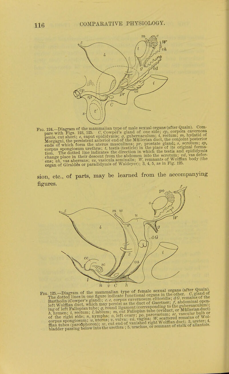 ■pTr 124 —Diaeram of the mammalian type of male sexual organs (after Quain). Corn- pa^ with Ws- 123. 125. C. Cowper's gland of one side; corpora cavernosa nenis cut sh5rt: e, caput epididymis; g, gubernaculum; t, rectum; m, hydatid of MorekoTii the persistent anterior end of the Miillerian duct, the conjomt posterior ends o1 which form the uterus masculinns; prostate gland; s, scrotum; sp, corpus spongiosum urethra?; t, testis (testicle),in the place of its original forma- tion The dotted line indicates the direction m which the testis and epididymis change place in their descent from the abdomen into the scrotum: vas aefer- ens-l/i vas aberrans; vs, vasicula seminalis; W, remnants of Wolffian body (the organ of Giraldds or paradidymis of Waldeyer); 3, 4, 5, as in Fig. 125. sion, etc., of parts, may be learned from the accompanying figures. J, 125 -Diagram of the mammalian type of female sexual organs (after Qjm^^^^^ ^''^ Thedottellines in one figure indicate ^Ctiona organs m^^^ cmnii? of the Bartholin (Cowper's g and); c. c. cave™osuin clito^^^^^^^^ ? abdominal open- left Wolffian duct, which may persist as the duct ot ^iienner, /, auu> ^^^^^^^ t^^^^ ngof leftFallopiantube; f;,round lig« ^.liymen; i, rectum; labium; V.«*Jnil P^TiwovS