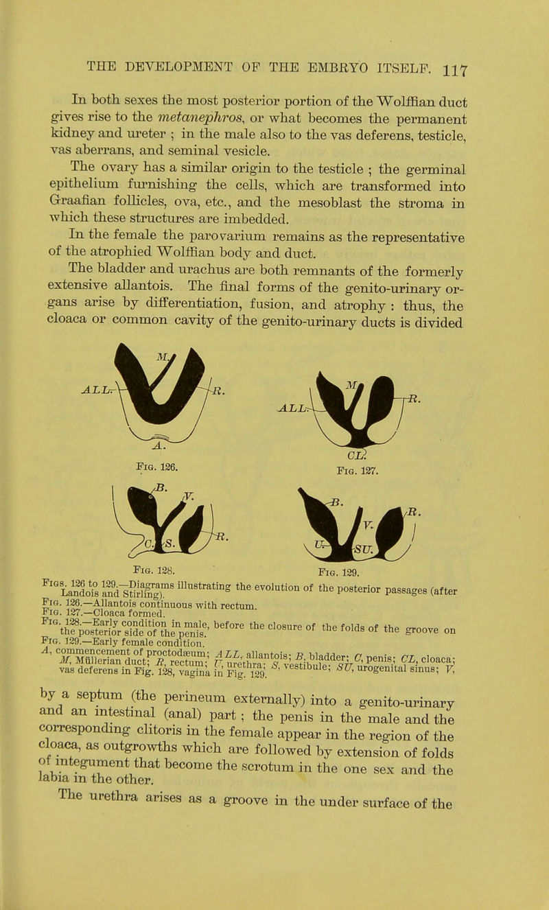 In both sexes the most posterior portion of the Wolffian duct gives rise to the metanephros, or what becomes the permanent kidney and m-eter ; in the male also to the vas deferens, testicle, vas aberrans, and seminal vesicle. The ovary has a similar origin to the testicle ; the germinal epithelium fxu'nishing the cells, which are transformed into Graafian foUicles, ova, etc., and the mesoblast the stroma in which these structures are imbedded. In the female the parovarium remains as the representative of the atrophied Wolffian body and duct. The bladder and urachus are both remnants of the formerly extensive aUantois. The final forms of the genito-urinary or- gans arise by difiPerentiation, fusion, and atrophy : thus, the cloaca or common cavity of the genito-urinary ducts is divided ALL- Fig. 126. pj^. 127, Fig. 128. Fig. 129. '''Landofs I'ndldXgT' °f 'he posterior passages (after Fig. 126.—AUantois continuous with rectum Fig. 127.—Cloaca formed. ''thfp^sSr'side o ^^^-^^^ '''' °f of the groove on Fig. 129.—Early female condition ''^ TSeZTk^Lr^X^^Z:^ ^^^^^fV^'^^ir'''^^^^^ ^A.doaca; vas deferens in Fig. 128, vagkik in Fig 129. ' urogenital sinus; V, by a septum (the perineum externally) into a genito-urinary and an intestinal (anal) part; the penis in the male and the corresponding clitoris in the female appear in the region of the cloaca, as outgrowths which are followed by extension of folds of mtegument that become the scrotum in the one sex and the labia m the other. The urethra arises as a groove in the under surface of the