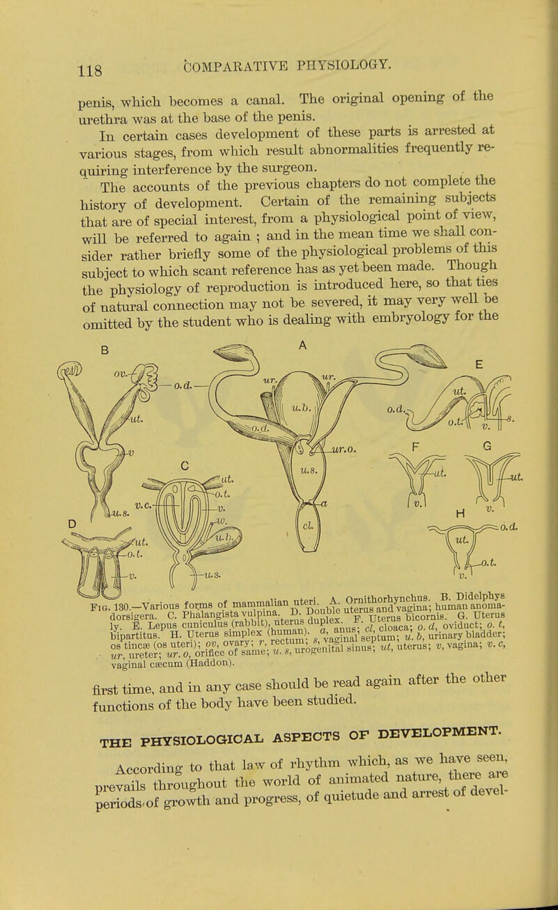 penis, which becomes a canal. The original opening of the urethra was at the base of the penis. In certain cases development of these parts is arrested at various stages, from which result abnormalities frequently re- quiring interference by the sm-geon. The accounts of the previous chapters do not complete the history of development. Certain of the remaining subjects that are of special interest, from a physiological point of view, wHl be referred to again ; and in the mean time we shaU con- sider rather briefly some of the physiological problems of this subject to which scant reference has as yet been made. Though the physiology of reproduction is introduced here, so that ties of natural connection may not be severed, it may very well be omitted by the student who is dealing with embryology for the ■If Fxo.-Various fo.ms of mammalian uterL A^ Om^^^^ dorsigera. C. Pl^a>g'f,?; P\°^e™k di^^x.^^^^^ bicornis. G. Uterus Iv. E. Lepus cunicidus (rabbit), uterus aupiei. j:. , ^ oviduct; o. t, bVartitus.*^ H. Uterus simplex (bu'uan)- a^^^^^^^ « urinary bladder; vaginal crecum (Haddon). first time, and m any case should be read again after the other functions of the body have been studied. THE PHYSIOLOGICAL ASPECTS OF DEVELOPMENT. According to that law of rhythm which, as we have seen^ pretans thrfughout the world of animated -ture, there are periods'of growth and progress, of quietude and arrest of devel-