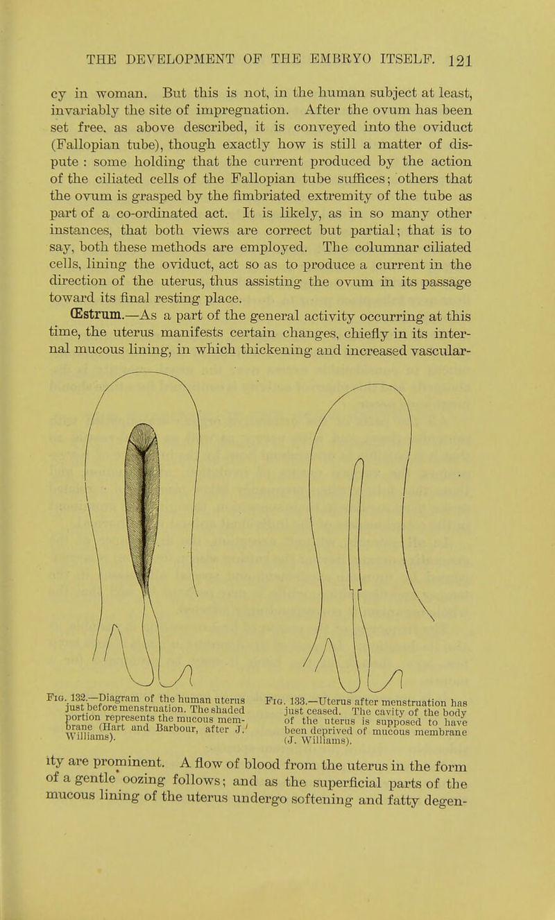 cy in woman. But this is not, in the human subject at least, invariably tlie site of impregnation. After the ovum has been set free, as above described, it is conveyed into the oviduct (Fallopian tube), though exactly how is still a matter of dis- pute : some holding that the current produced by the action of the ciliated cells of the Fallopian tube suffices; others that the ovum is grasped by the fimbriated extremity of the tube as part of a co-ordinated act. It is likely, as in so many other instances, that both views are correct but partial; that is to say, both these methods are employed. The columnar ciliated cells, lining the oviduct, act so as to produce a current in the direction of the uterus, thus assisting the ovum in its passage toward its final resting place. (Estrum.—As a part of the general activity occurring at this time, the uterus manifests certain changes, chiefly in its inter- nal mucous lining, in which thickening and increased vascular- ity are prominent. A flow of blood from the uterus in the form of a gentle oozing follows; and as the superficial parts of the mucous lining of the uterus undergo softening and fatty degen- FiG. 132.—Diagram of the human nterns just before menstruation. The shaded portion represents tlie mucous mem- brane (Hart and Barbour, after J ' Williams). Fig. 133.—Uterus after menstruation has just ceased. The cavity of the body of the uterus is supposed to have been deprived of mucous membrane (J. Williams).