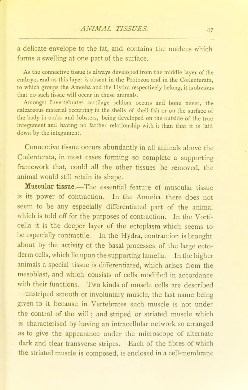 ANIMAL TISSUES. a delicate envelope to the fat, and contains the nucleus which forms a swelling at one part of the surface. As the connective tissue is always developed from the middle layer of the embryo, and as this layer is absent in the Protozoa and in the Coelenterata, to which groups the Amoeba and the Hydra respectively belong, it is obvious that no such tissue will occur in these animals. Amongst Invertebrates cartilage seldom occurs and bone never, the calcareous material occurring in the shells of shell-fish or on the surface of the body in crabs and lobsters, being developed on the outside of the true integument and having no farther relationship with it than that it is laid down by the integument. Connective tissue occurs abundantly in all animals above the Coelenterata, in most cases forming so complete a supporting framework that, could all the other tissues be removed, the animal would still retain its shape. Muscular tissue.—The essential feature of muscular tissue is its power of contraction. In the Amoeba there does not seem to be any especially differentiated part of the animal which is told off for the purposes of contraction. In the Vorti- cella it is the deeper layer of the ectoplasm which seems to be especially contractile. In the Hydra, contraction is brought about by the activity of the basal processes of the large ecto- derm cells, which lie upon the supporting lamella. In the higher animals a special tissue is differentiated, which arises from the mesoblast, and which consists of cells modified in accordance with their functions. Two kinds of muscle cells are described —unstriped smooth or involuntary muscle, the last name being given to it because in Vertebrates such muscle is not under the control of the will; and striped or striated muscle which is characterised by having an intracellular network so arranged as to give the appearance under the microscope of alternate dark and clear transverse stripes. Each of the fibres of which the striated muscle is composed, is enclosed in a cell-membrane