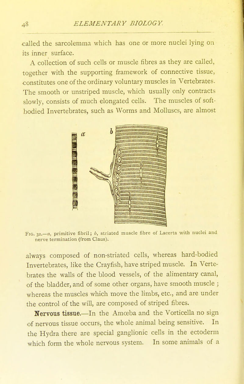 called the sarcolemma which has one or more nuclei lying on its inner surface. A collection of such cells or muscle fibres as they are called, together with the supporting framework of connective tissue, constitutes one of the ordinary voluntary muscles in Vertebrates. The smooth or unstriped muscle, which usually only contracts slowly, consists of much elongated cells. The muscles of soft- bodied Invertebrates, such as Worms and Molluscs, are almost Fig. 32.—n, primitive fibril; b, striated muscle fibre of Lacerta with nuclei and nerve termination (from Claus). always composed of non-striated cells, whereas hard-bodied Invertebrates, like the Crayfish, have striped muscle. In Verte- brates the walls of the blood vessels, of the alimentary canal, of the bladder, and of some other organs, have smooth muscle ; whereas the muscles which move the limbs, etc., and are under the control of the will, are composed of striped fibres. Nervous tissue.—In the Amoeba and the Vorticella no sign of nervous tissue occurs, the whole animal being sensitive. In the Hydra there are special ganglionic cells in the ectoderm which form the whole nervous system. In some animals of a