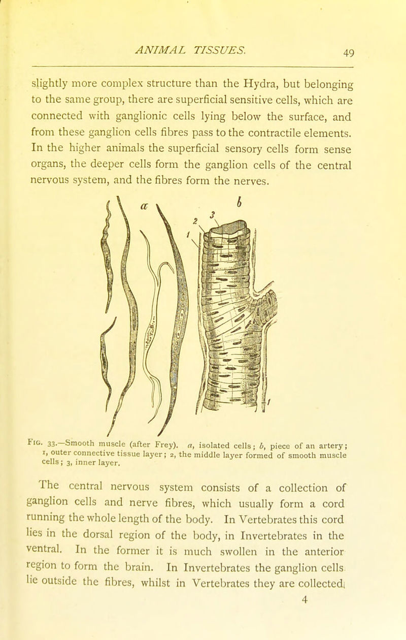 slightly more complex structure than the Hydra, but belonging to the same group, there are superficial sensitive cells, which are connected with ganglionic cells lying below the surface, and from these ganglion cells fibres pass to the contractile elements. In the higher animals the superficial sensory cells form sense organs, the deeper cells form the ganglion cells of the central nervous system, and the fibres form the nerves. h Fig. 33.-Smooth muscle (after Frey). a, isolated cells; b, piece of an artery; I, outer connective tissue layer; 2, the middle layer formed of smooth muscle cells ; 3, inner layer. The central nervous system consists of a collection of ganglion cells and nerve fibres, which usually form a cord running the whole length of the body. In Vertebrates this cord lies in the dorsal region of the body, in Invertebrates in the ventral. In the former it is much swollen in the anterior region to form the brain. In Invertebrates the ganglion cells lie outside the fibres, whilst in Vertebrates they are collectedi 4