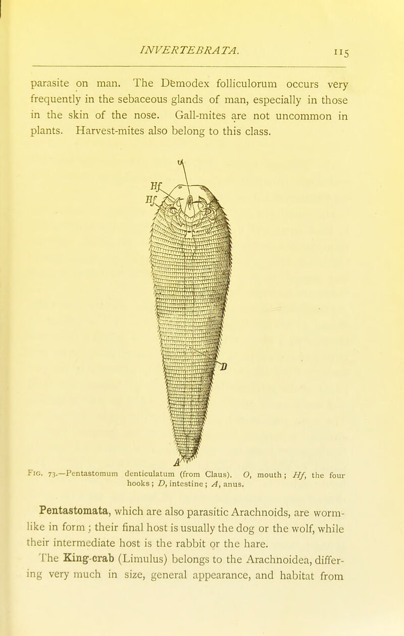 parasite on man. The Dfemodex folliculorum occurs very frequently in the sebaceous glands of man, especially in those in the skin of the nose. Gall-mites are not uncommon in plants. Harvest-mites also belong to this class. Fig. 73.—Pentastomum denticulatum (from Claus). O, mouth j Hf, the four hooks ; D, intestine ; A, anus. Peatastomata, which are also parasitic Arachnoids, are worm- like in form ; their final host is usually the dog or the wolf, while their intermediate host is the rabbit or the hare. The King-crab (Limulus) belongs to the Arachnoidea, differ- ing very much in size, general appearance, and habitat from