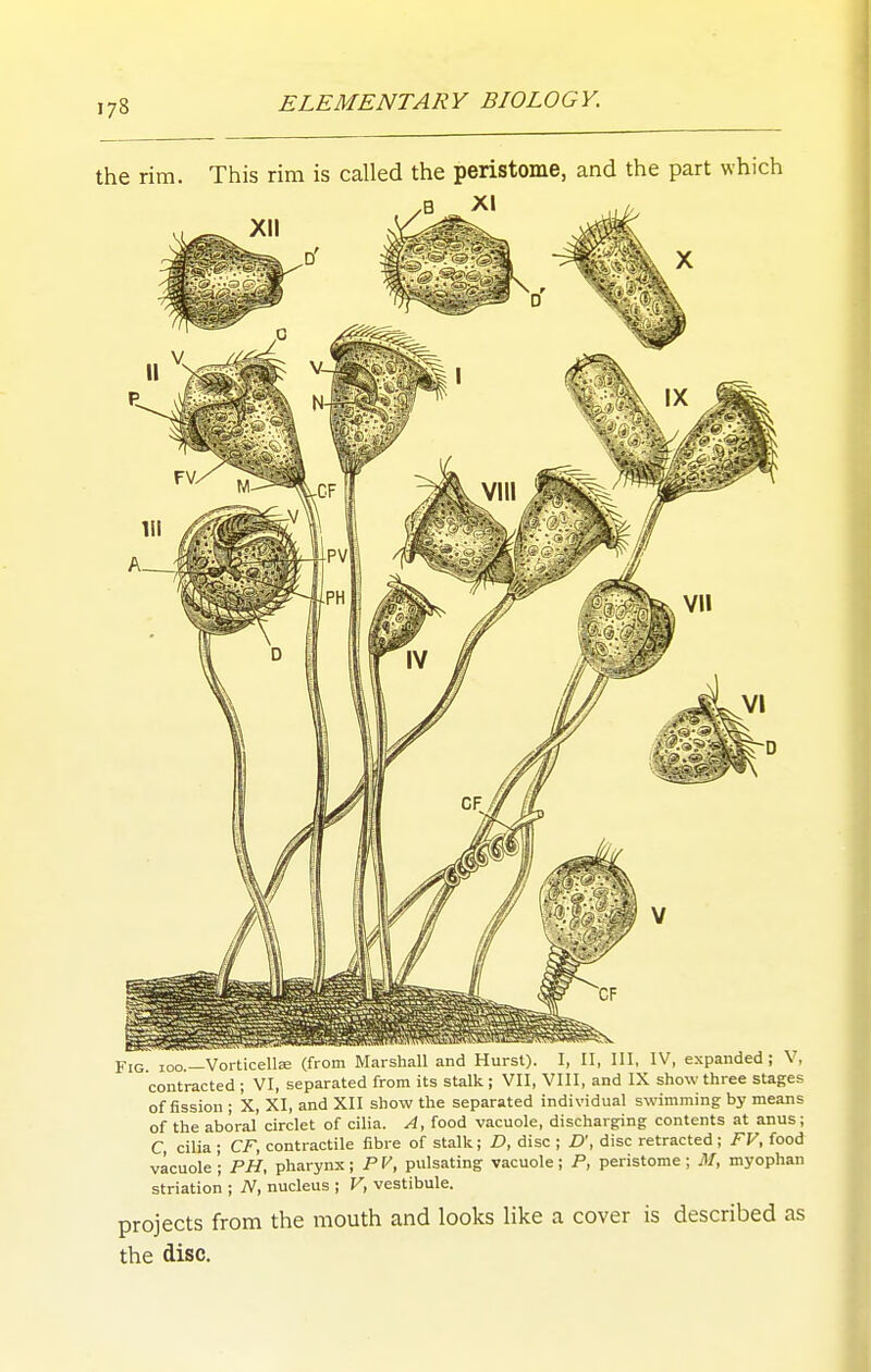 the rim. This rim is called the peristome, and the part which Fig ioo —Vorticellje (from Marshall and Hurst). I, II, III, IV, expanded; V, contracted ; VI, separated from its stalk ; VII, VIII, and IX show three stages of fission ; X, XI, and XII show the separated individual swimming by means of the aboral circlet of cilia. A, food vacuole, discharging contents at anus; C cilia ; CF, contractile fibre of stalk; D, disc ; D\ disc retracted ; FV, food vacuole '; PH, pharynx; P V, pulsating vacuole; P, peristome ; M, myophan striation ; N, nucleus ; V, vestibule. projects from the mouth and looks like a cover is described as the disc.