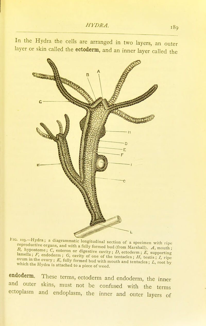 In the Hydra the cells are arranged in two layers, an outer layer or skin called the ectoderm, and an inner layer called the reor;7,!!r  ' diagrammatic longitudinal section of a specimen with l ipe reproduct ve organs, and with a fully formed bud (from Marshall). A, mouth : ivT .f' : cavity of one of the tentacles; H, testis; A ripe whThTh ' '^ '^'^ -'h and tentacles ; L, root by which the Hydra IS attached to a piece of weed. endodem. These terms, ectoderm and endoderm, the inner and outer skins, must not be confused with the terms ectoplasm and endoplasm, the inner and outer layers of