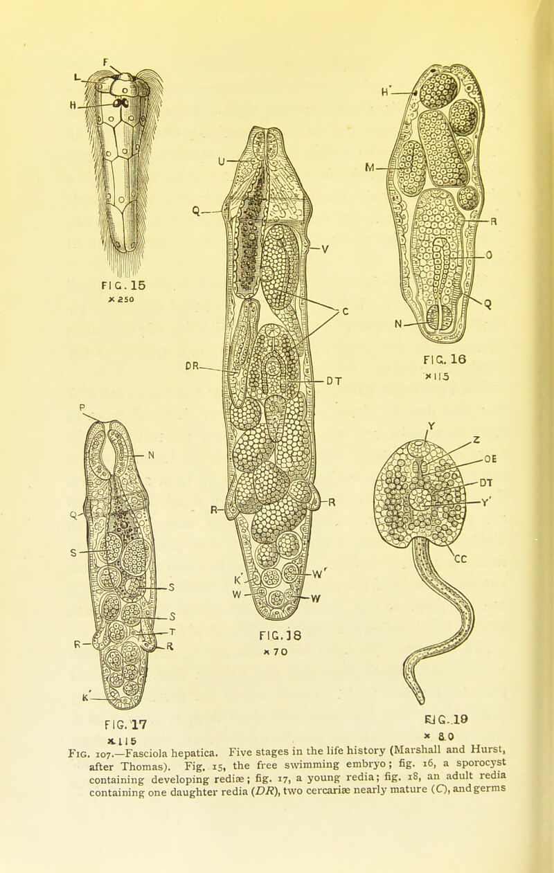 EJG. 19 X 8.0 Fig. 107.—Fasciola hepatica. Five stages in the life history (Marshall and Hurst, after Thomas). Fig. 15, the free swimming embryo; fig. 16, a sporocyst containing developing rediae; iig. 17, a young redia; fig. 18, an adult redia containing one daughter redia (£»/?), two cercarise nearly mature (Q, and germs