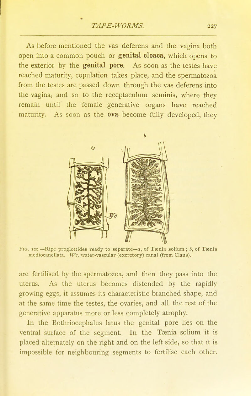 As before mentioned the vas deferens and the vagina both open into a common pouch or genital cloaca, which opens to the exterior by the genital pore. As soon as the testes have reached maturity, copulation takes place, and the spermatozoa from the testes are passed down through the vas deferens into the vagina, and so to the receptaculum seminis, where they remain until the female generative organs have reached maturity. As soon as the ova become fully developed, they h Fig, 120.—Ripe proglottides ready to separate—a, of Taenia solium; b, of Taenia mediocanellata. Wc, water-vascular (excretory) canal (from Claus). are fertilised by the spermatozoa, and then they pass into the uterus. As the uterus becomes distended by the rapidly growing eggs, it assumes its characteristic branched shape, and at the same time the testes, the ovaries, and all the rest of the generative apparatus more or less completely atrophy. In the Bothriocephalus latus the genital pore lies on the ventral surface of the segment. In the T£enia solium it is placed alternately on the right and on the left side, so that it is impossible for neighbouring segments to fertilise each other.