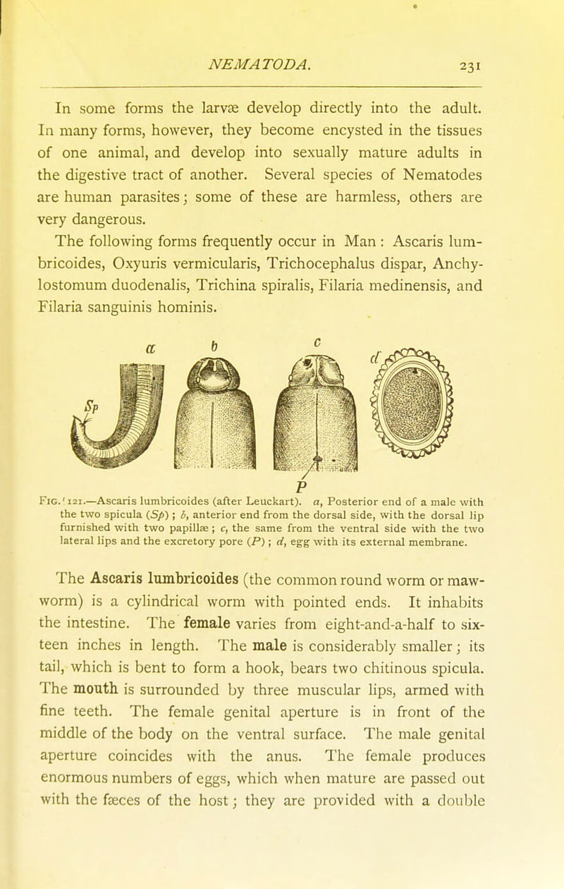 In some forms the larvse develop directly into the adult. In many forms, however, they become encysted in the tissues of one animal, and develop into sexually mature adults in the digestive tract of another. Several species of Nematodes are human parasites; some of these are harmless, others are very dangerous. The following forms frequently occur in Man : Ascaris lum- bricoides, Oxyuris vermicularis, Trichocephalus dispar, Anchy- lostomum duodenalis, Trichina spiralis, Filaria medinensis, and Filaria sanguinis hominis. P Fig. ' 121.—Ascaris lumbricoides (after Leuckart). a, Posterior end of a male with the two spicula (S/>) ; b, anterior end from the dorsal side, with the dorsal lip furnished with two papillae; c, the same from the ventral side with the two lateral lips and the excretory pore (P); rf, egg with its external membrane. The Ascaris lumbricoides (the common round worm or maw- worm) is a cylindrical worm with pointed ends. It inhabits the intestine. The female varies from eight-and-a-half to six- teen inches in length. The male is considerably smaller; its tail, which is bent to form a hook, bears two chitinous spicula. The mouth is surrounded by three muscular hps, armed with fine teeth. The female genital aperture is in front of the middle of the body on the ventral surface. The male genital aperture coincides with the anus. The female produces enormous numbers of eggs, which when mature are passed out with the faeces of the host; they are provided with a double