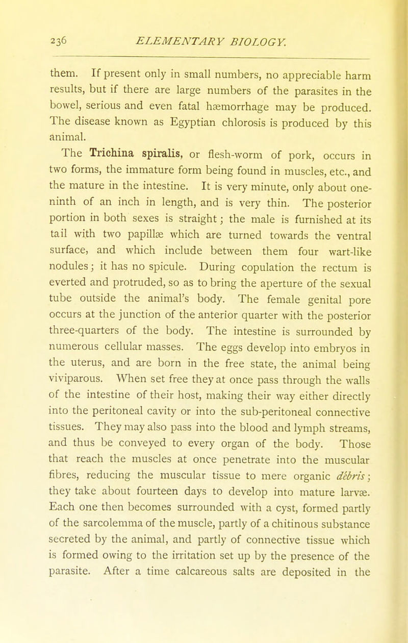 them. If present only in small numbers, no appreciable harm results, but if there are large numbers of the parasites in the bowel, serious and even fatal haemorrhage may be produced. The disease known as Egyptian chlorosis is produced by this animal. The Trichina spiralis, or flesh-worm of pork, occurs in two forms, the immature form being found in muscles, etc., and the mature in the intestine. It is very minute, only about one- ninth of an inch in length, and is very thin. The posterior portion in both sexes is straight; the male is furnished at its tail with two papillae which are turned towards the ventral surface, and which include between them four wart-like nodules; it has no spicule. During copulation the rectum is everted and protruded, so as to bring the aperture of the sexual tube outside the animal's body. The female genital pore occurs at the junction of the anterior quarter with the posterior three-quarters of the body. The intestine is surrounded by numerous cellular masses. The eggs develop into embryos in the uterus, and are born in the free state, the animal being viviparous. When set free they at once pass through the walls of the intestine of their host, making their way either directly into the peritoneal cavity or into the sub-peritoneal connective tissues. They may also pass into the blood and lymph streams, and thus be conveyed to every organ of the body. Those that reach the muscles at once penetrate into the muscular fibres, reducing the muscular tissue to mere organic debris; they take about fourteen days to develop into mature larvse. Each one then becomes surrounded with a cyst, formed partly of the sarcolemma of the muscle, partly of a chitinous substance secreted by the animal, and partly of connective tissue which is formed owing to the irritation set up by the presence of the parasite. After a time calcareous salts are deposited in the