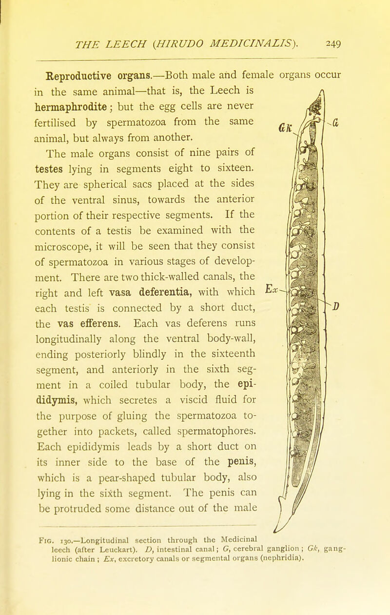 Reproductive organs.—Both male and female organs occur in the same animal—that is, the Leech is hermaphrodite; but the egg cells are never fertilised by spermatozoa from the same animal, but always from another. The male organs consist of nine pairs of testes lying in segments eight to sixteen. They are spherical sacs placed at the sides of the ventral sinus, towards the anterior portion of their respective segments. If the contents of a testis be examined with the microscope, it will be seen that they consist of spermatozoa in various stages of develop- ment. There are two thick-walled canals, the right and left vasa deferentia, with which f-^- each testis is connected by a short duct, the vas efferens. Each vas deferens runs longitudinally along the ventral body-wall, ending posteriorly blindly in the sixteenth segment, and anteriorly in the sixth seg- ment in a coiled tubular body, the epi- didymis, which secretes a viscid fluid for the purpose of gluing the spermatozoa to- gether into packets, called spermatophores. Each epididymis leads by a short duct on its inner side to the base of the penis, which is a pear-shaped tubular body, also lying in the sixth segment. The penis can be protruded some distance out of the male Fig. 130.—Longitudinal section through the Medicinal leech (after Leuckarl). j9, intestinal canal; G, cerebral ganglion; GX', gang- lionic chain ; Ex, excretory canals or segmental organs (nephridia).