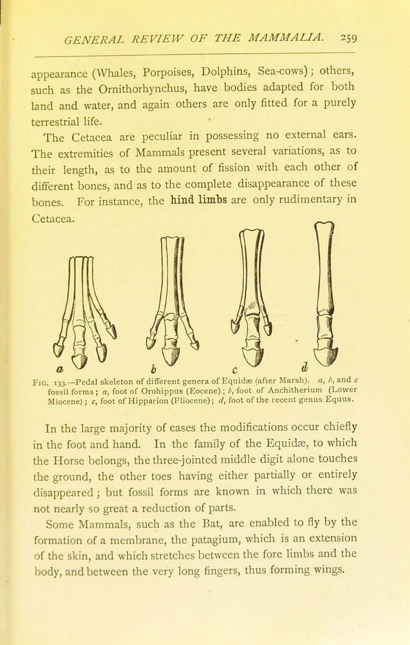 appearance (Whales, Porpoises, Dolphins, Sea-cows); others, such as the Ornithorhynchus, have bodies adapted for both land and water, and again others are only fitted for a purely terrestrial life. The Cetacea are peculiar in possessing no external ears. The extremities of Mammals present several variations, as to their length, as to the amount of fission with each other of different bones, and as to the complete disappearance of these bones. For instance, the hind limbs are only rudimentary in Cetacea. ^ . 133.—Pedal skeleton of different genera of Equidae (after Marsh), a, b, and c fossil forms ; a, foot of Orohippus (Eocene) ; b, foot of Anchitherium (Lower Miocene); c, foot of Hipparion (Pliocene); d, foot of the recent genus Equus. In the large majority of cases the modifications occur chiefly in the foot and hand. In the family of the Equidae, to which the Horse belongs, the three-jointed middle digit alone touches the ground, the other toes having either partially or entirely disappeared; but fossil forms are known in which there was not nearly so great a reduction of parts. Some Mammals, such as the Bat, are enabled to fly by the formation of a membrane, the patagium, which is an extension of the skin, and which stretches between the fore limbs and the body, and between the very long fingers, thus forming wings.