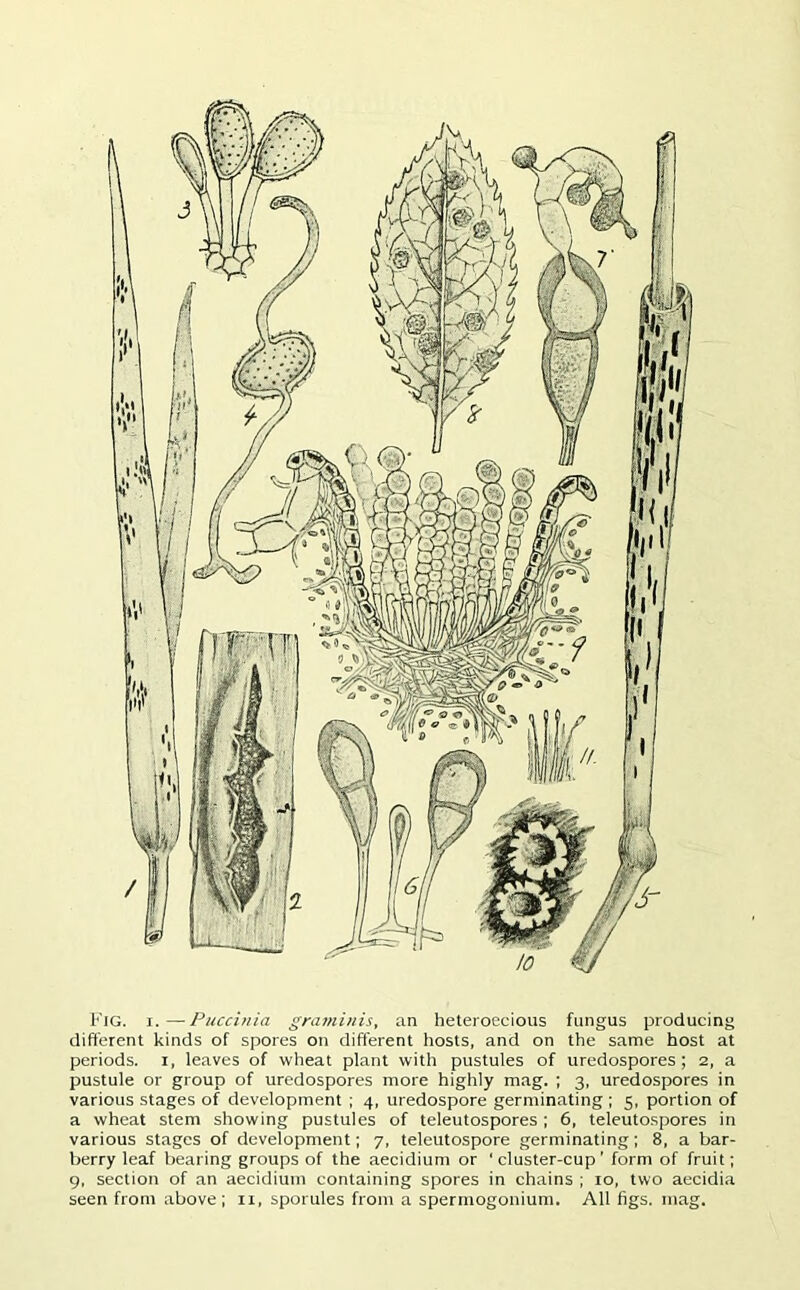 Fig. i.—Puccinia graminis, an heteroecious fungus producing different kinds of spores on different hosts, and on the same host at periods, i, leaves of wheat plant with pustules of uredospores ; 2, a pustule or group of uredospores more highly mag. ; 3, uredospores in various stages of development ; 4, uredospore germinating ; 5, portion of a wheat stem showing pustules of teleutospores ; 6, teleutospores in various stages of development; 7, teleutospore germinating; 8, a bar- berry leaf bearing groups of the aecidium or 'cluster-cup' form of fruit; 9, section of an aecidium containing spores in chains ; 10, two aecidia seen from above; ix, sporules from a spermogonium. All figs. mag.