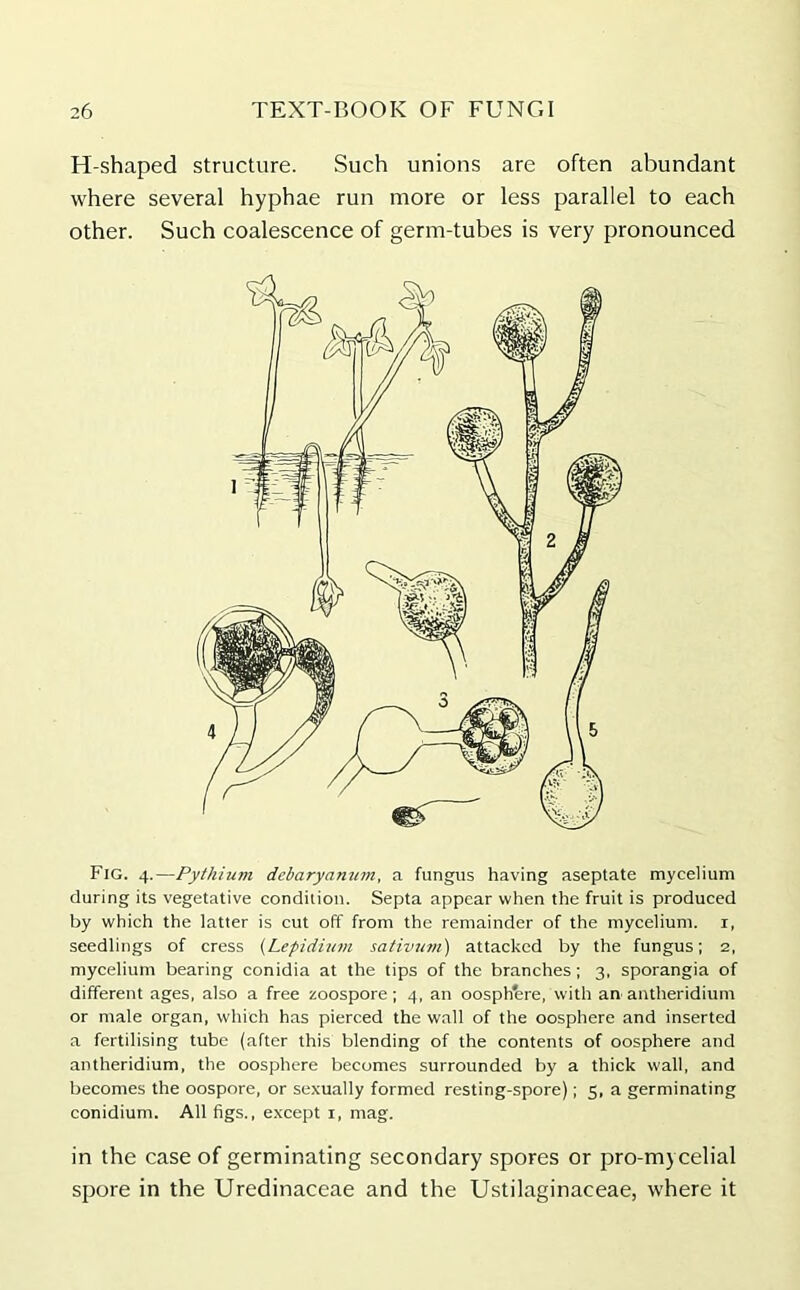 H-shaped structure. Such unions are often abundant where several hyphae run more or less parallel to each other. Such coalescence of germ-tubes is very pronounced Fig. 4.—Pythium debaryamnn, a fungus having aseptate mycelium during its vegetative condition. Septa appear when the fruit is produced by which the latter is cut off from the remainder of the mycelium, x, seedlings of cress (Lepidium sativum) attacked by the fungus; 2, mycelium bearing conidia at the tips of the branches; 3, sporangia of different ages, also a free zoospore; 4, an oosph'ere, with an antheridium or male organ, which has pierced the wall of the oosphere and inserted a fertilising tube (after this blending of the contents of oosphere and antheridium, the oosphere becomes surrounded by a thick wall, and becomes the oospore, or sexually formed resting-spore); 5, a germinating conidium. All figs., except 1, mag. in the case of germinating secondary spores or pro-mycelial spore in the Uredinaceae and the Ustilaginaceae, where it