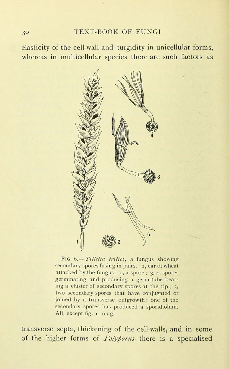 elasticity of the cell-wall and turgidity in unicellular forms, whereas in multicellular species there are such factors as Fig. 6. — Tilletia tritici, a fungus showing secondary spores fusing in pairs. 1, ear of wheat attacked by the fungus ; 2, a spore ; 3, 4, spores germinating and producing a germ-tube bear- ing a duster of secondary spores at the tip ; 5, two secondary spores that have conjugated or joined by a transverse outgrowth; one of the secondary spores has produced a sporidiolum. All, except fig. 1, mag. transverse septa, thickening of the cell-walls, and in some of the higher forms of Polyporus there is a specialised