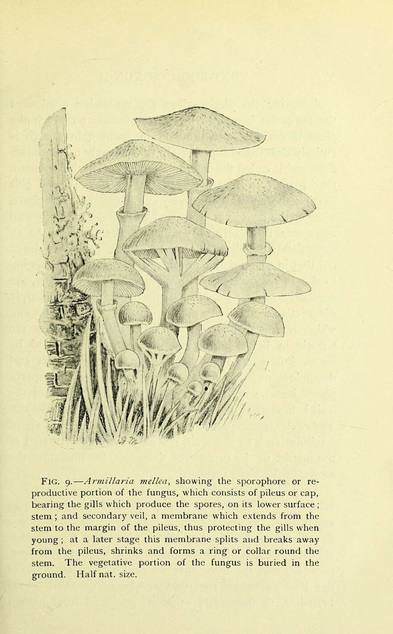 Fig. 9.—Armillaria mellea, showing the sporophore or re- productive portion of the fungus, which consists of pileus or cap, bearing the gills which produce the spores, on its lower surface ; stem ; and secondary veil, a membrane which extends from the stem to the margin of the pileus, thus protecting the gills when young ; at a later stage this membrane splits and breaks away from the pileus, shrinks and forms a ring or collar round the stem. The vegetative portion of the fungus is buried in the ground. Half nat. size.