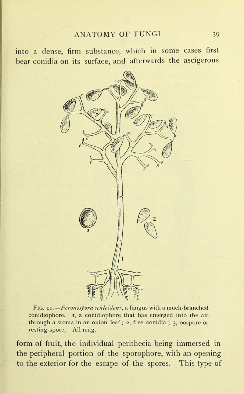 into a dense, firm substance, which in some cases first bear conidia on its surface, and afterwards the ascigerous Fig. ii.—Peronospora schleideni, a fungus with a much-branched conidiophore. i, a conidiophore that has emerged into the air through a stoma in an onion leaf; 2, free conidia ; 3, oospore or resting-spore. All mag. form of fruit, the individual perithecia being immersed in the peripheral portion of the sporophore, with an opening to the exterior for the escape of the spores. This type of