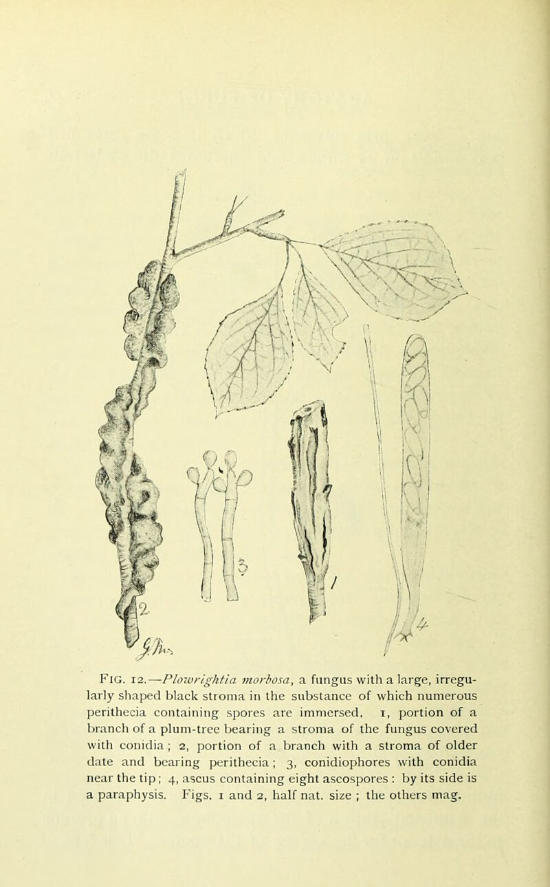 Fig. 12.—Plowrightia morbosa, a fungus with a large, irregu- larly shaped black stroma in the substance of which numerous perithecia containing spores are immersed, i, portion of a branch of a plum-tree bearing a stroma of the fungus covered with conidia ; 2, portion of a branch with a stroma of older date and bearing perithecia; 3, conidiophores with conidia near the tip; 4, ascus containing eight ascospores : by its side is a paraphysis. Figs. 1 and 2, half nat. size ; the others mag.