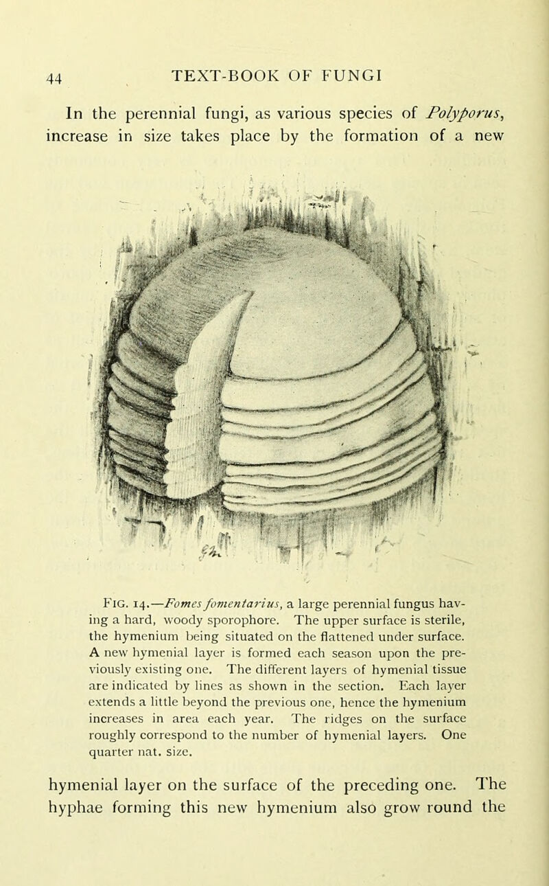 In the perennial fungi, as various species of Polyporus, increase in size takes place by the formation of a new Fig. 14.—Fomcs fomentarius, a large perennial fungus hav- ing a hard, woody sporophore. The upper surface is sterile, the hymenium being situated on the flattened under surface. A new hyntenial layer is formed each season upon the pre- viously existing one. The different layers of hymenial tissue are indicated by lines as shown in the section. Each layer extends a little beyond the previous one, hence the hymenium increases in area each year. The ridges on the surface roughly correspond to the number of hymenial layers. One quarter nat. size. hymenial layer on the surface of the preceding one. The hyphae forming this new hymenium also grow round the