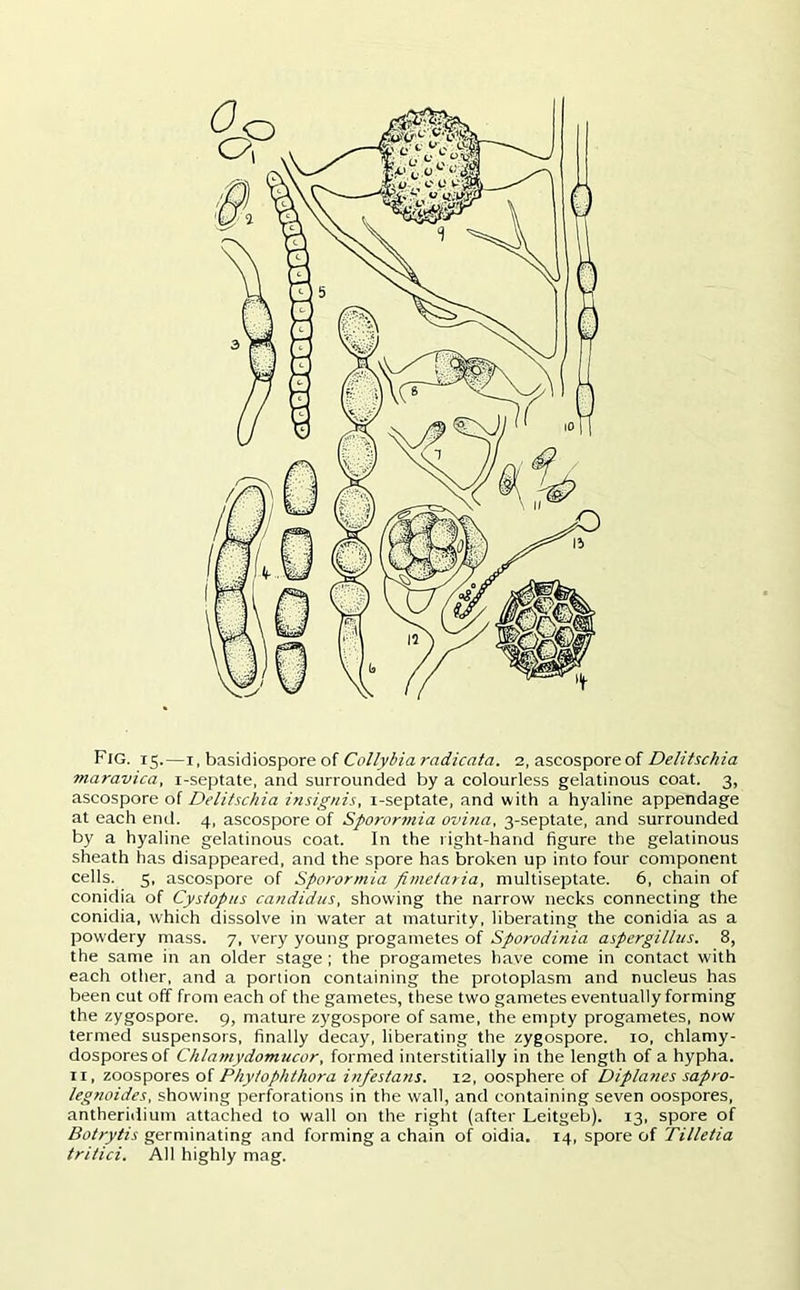 Fig. 15.—1, basidiospore of Collybia radicata. 2, ascosporeof Delitschia maravica, i-septate, and surrounded by a colourless gelatinous coat. 3, ascospore of Delitschia insignis, i-septate, and with a hyaline appendage at each end. 4, ascospore of Sporormia ovina, 3-septate, and surrounded by a hyaline gelatinous coat. In the right-hand figure the gelatinous sheath has disappeared, and the spore has broken up into four component cells. 5, ascospore of Sporormia fimetaria, multiseptate. 6, chain of conidia of Cystopus Candidas, showing the narrow necks connecting the conidia, which dissolve in water at maturity, liberating the conidia as a powdery mass. 7, very young progametes of Sporodinia aspergillus. 8, the same in an older stage ; the progametes have come in contact with each other, and a portion containing the protoplasm and nucleus has been cut off from each of the gametes, these two gametes eventually forming the zygospore. 9, mature zygospore of same, the empty progametes, now termed suspensors, finally decay, liberating the zygospore. 10, chlamy- dosporesof Chlamydomucor, formed interstitially in the length of a hypha. 11, zoospores of Phytophthora infestatis. 12, oosphere of Diplanes sapro- legnoides, showing perforations in the wall, and containing seven oospores, antheridium attached to wall on the right (after Leitgeb). 13, spore of Botrytis germinating and forming a chain of oidia. 14, spore of Tilletia tritici. All highly mag.