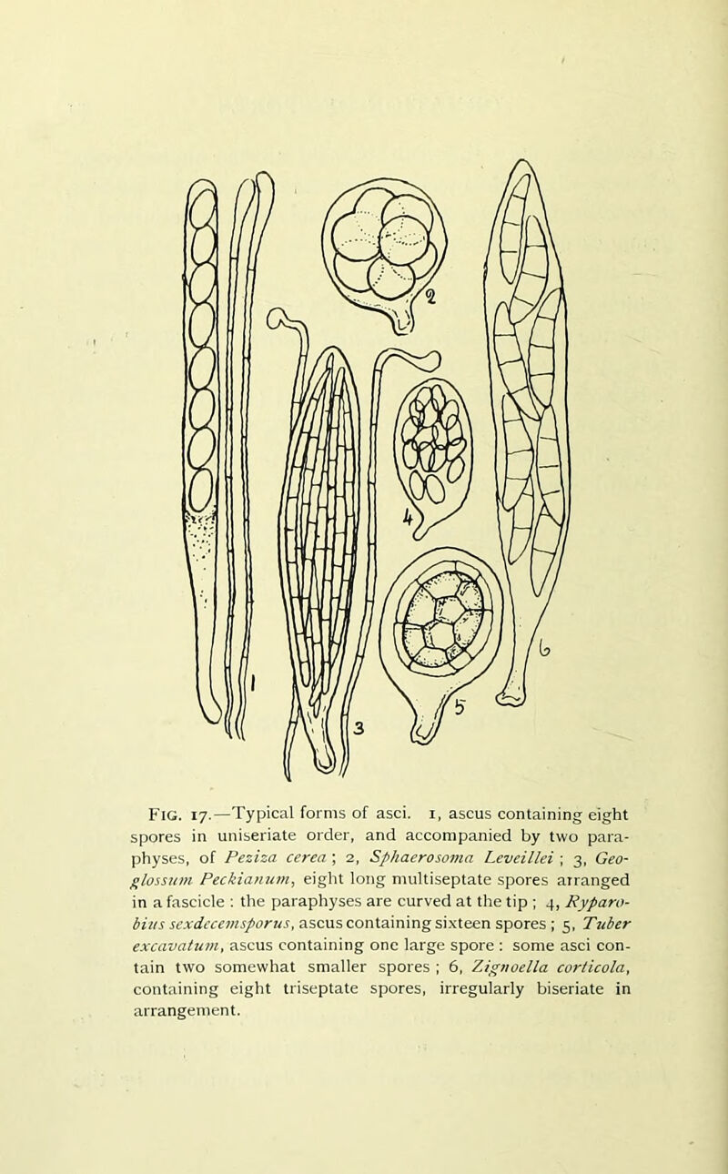 spores in uniseriate order, and accompanied by two para- physes, of Peziza cerea ; 2, Sphaerosoma Leveillei ; 3, Geo- glossum Peckianum, eight long multiseptate spores arranged in a fascicle : the paraphyses are curved at the tip ; 4, Ryparo- bius sexdccemsporus, ascus containing sixteen spores ; 5, Tuber excavatum, ascus containing one large spore : some asci con- tain two somewhat smaller spores ; 6, Ztguoella corticola, containing eight triseptate spores, irregularly biseriate in arrangement.