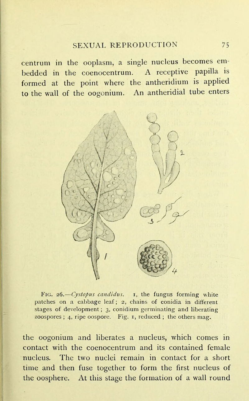 centrum in the ooplasm, a single nucleus becomes em- bedded in the coenocentrum. A receptive papilla is formed at the point where the antheridium is applied to the wall of the oogonium. An antheridial tube enters Fig. 26.—Cystopus candidus. 1, the fungus forming white patches on a cabbage leaf; 2, chains of conidia in different stages of development; 3, conidium germinating and liberating zoospores ; 4, ripe oospore. Fig. 1, reduced ; the others mag. the oogonium and liberates a nucleus, which comes in contact with the coenocentrum and its contained female nucleus. The two nuclei remain in contact for a short time and then fuse together to form the first nucleus of the oosphere. At this stage the formation of a wall round